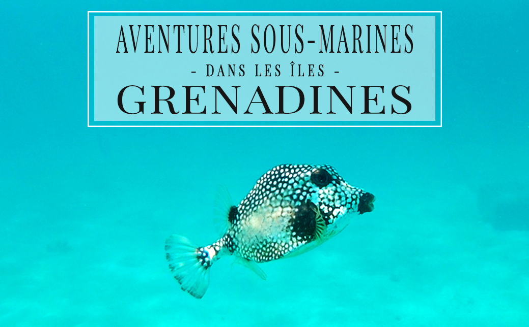 Aventures sous-marines dans les Grenadines Aventures sous-marines dans les Grenadines