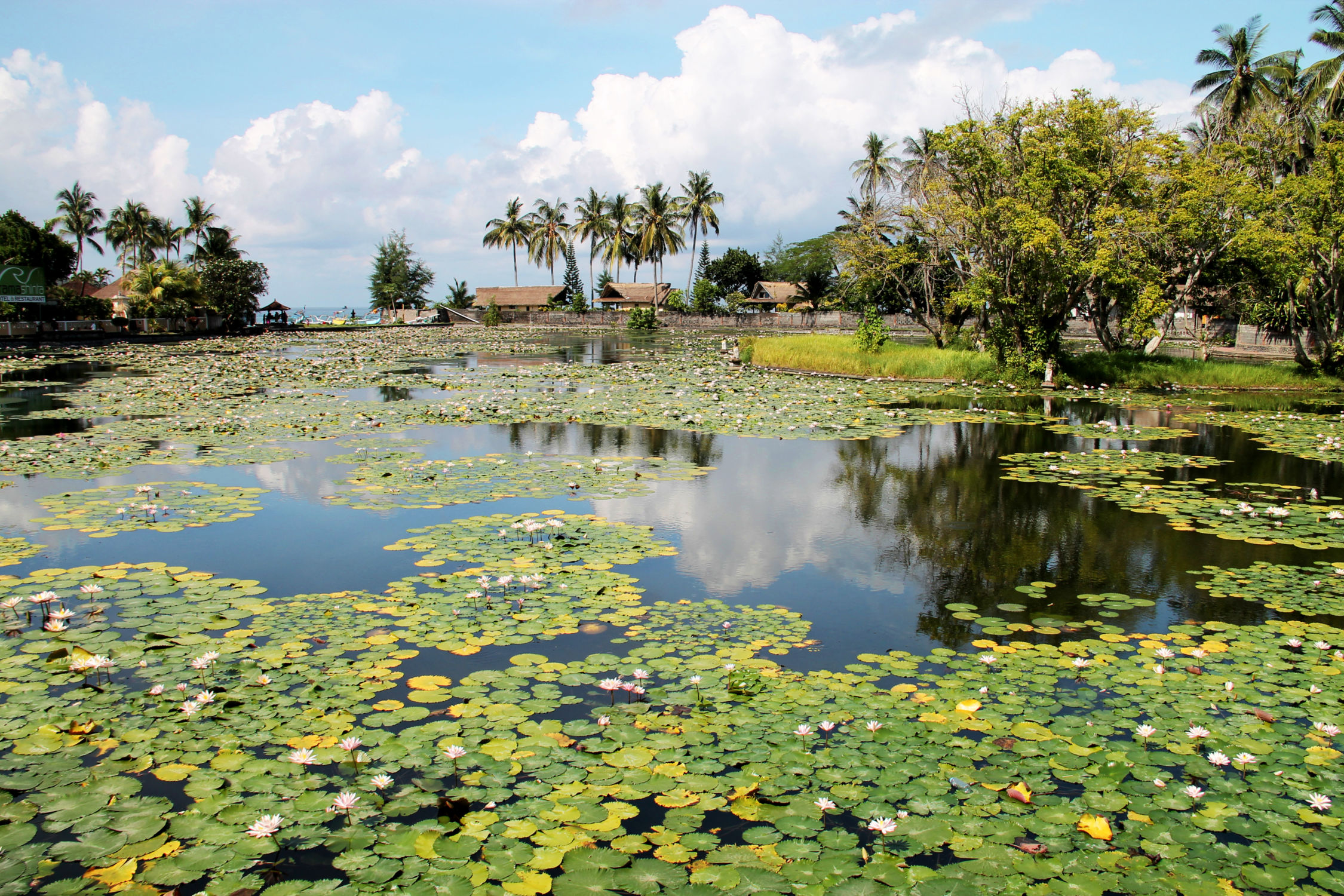 Nénuphar à Candidasa
Bali - Indonésie