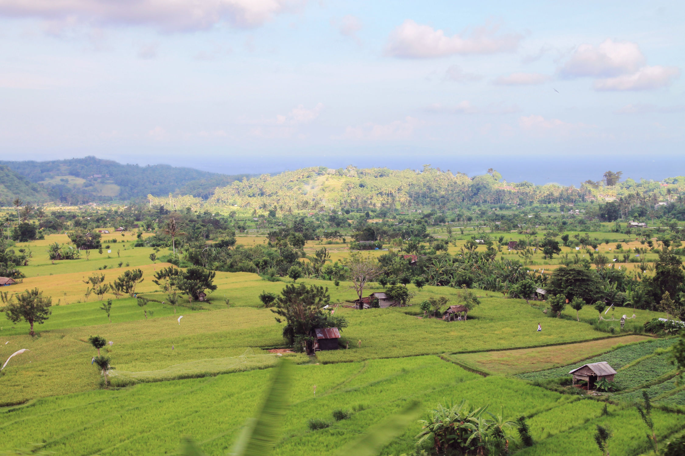 Rizières
Bali - Indonésie Bali - Indonésie