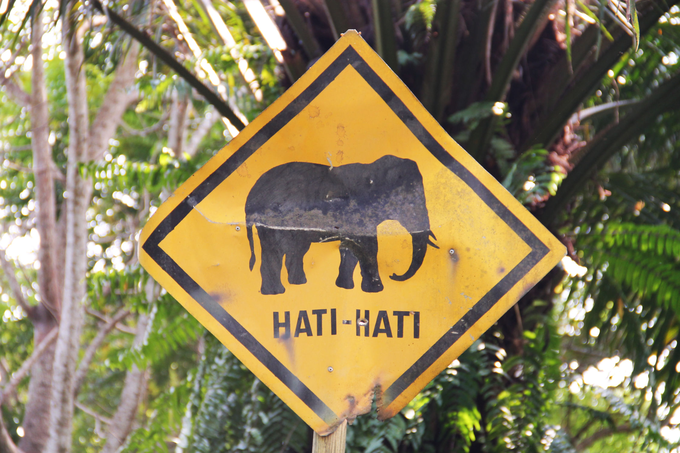 Attention éléphant
Bali - Indonésie Bali - Indonésie