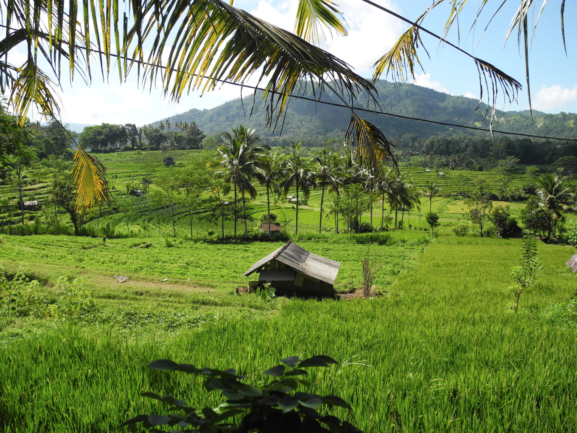 Rizières
Bali - Indonésie Bali - Indonésie