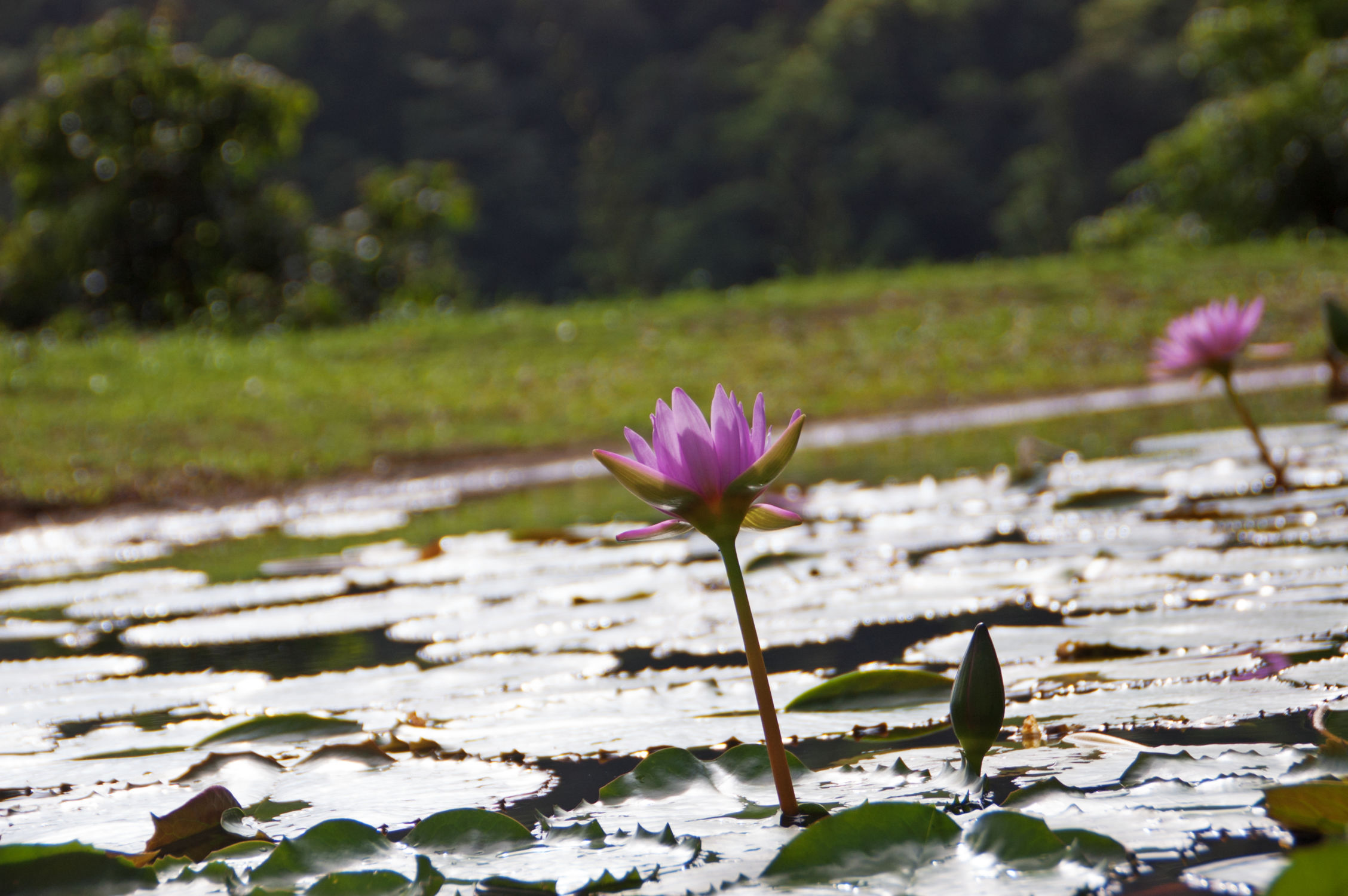 Fleur de nénuphar du jardin Balata, à la Martinique catamaran grenadines