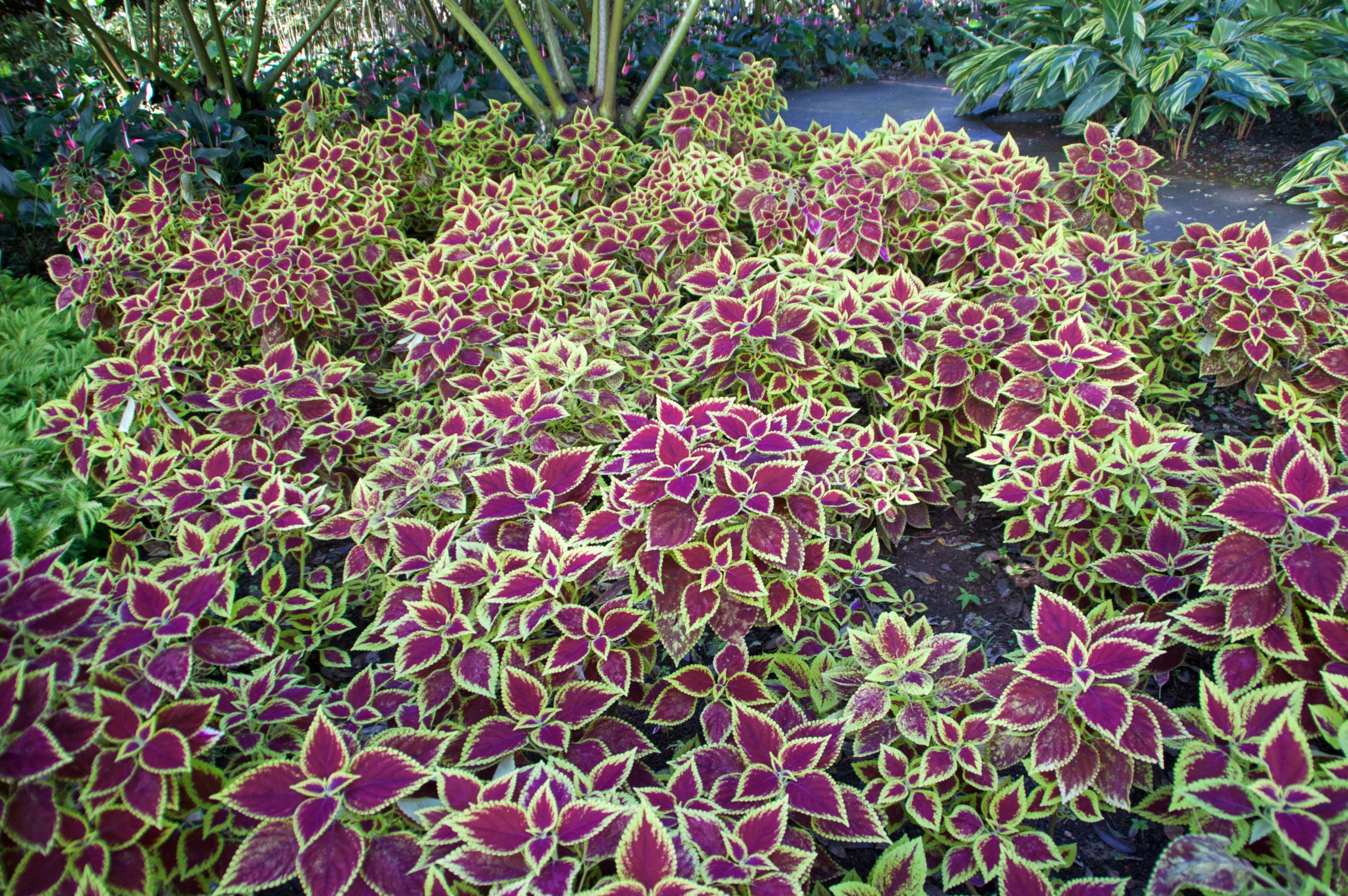 Arbustes colorés du jardin Balata, à la Martinique catamaran grenadines