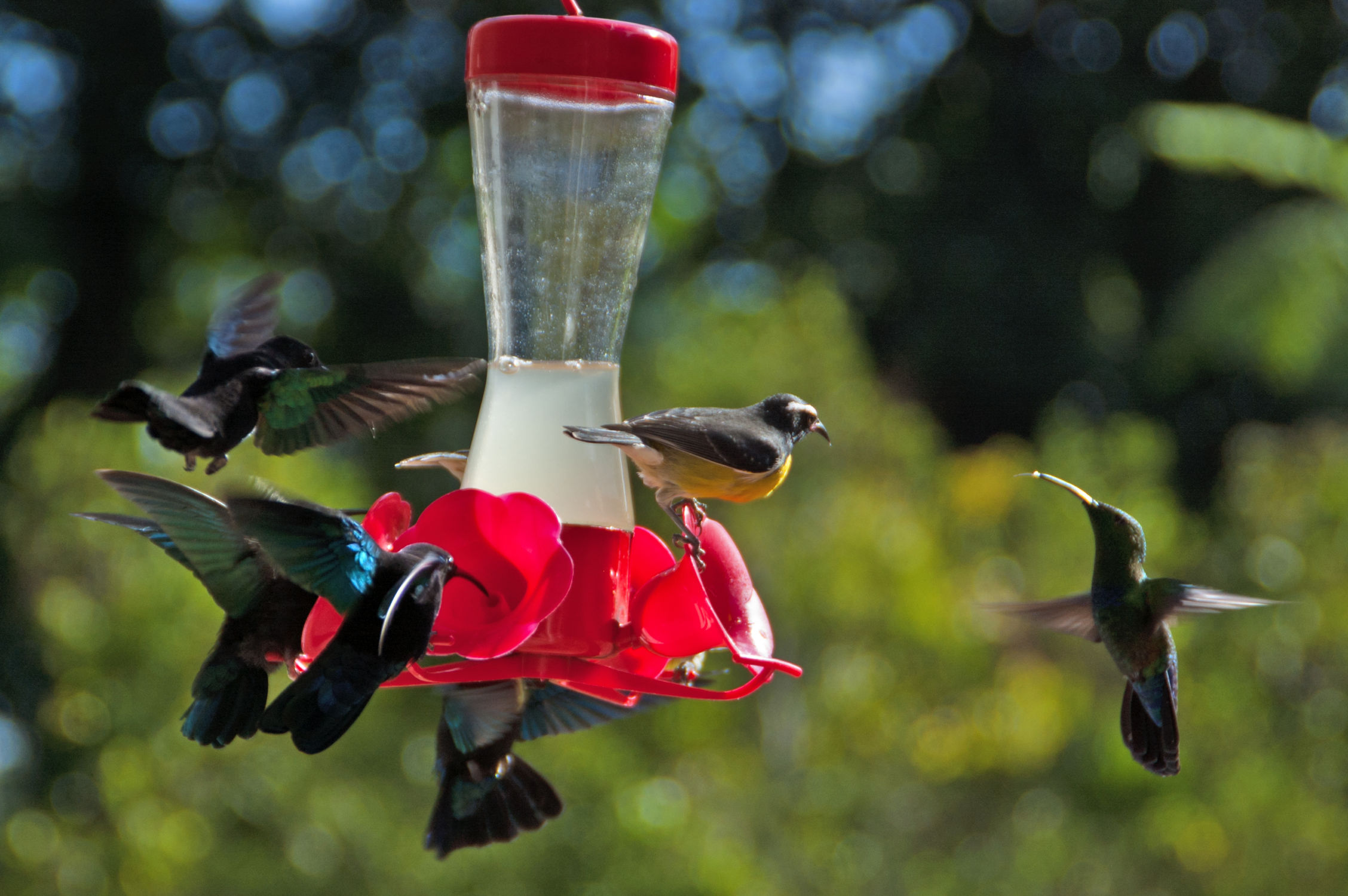 Petite douceur sucrée pour les colibris catamaran grenadines