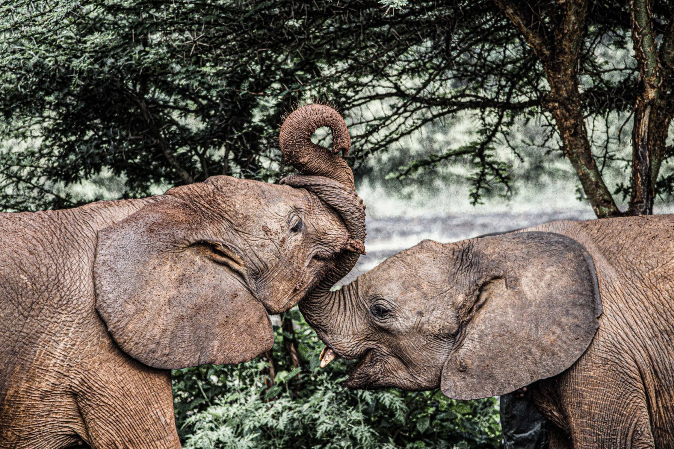 safari au Kenya safari au Kenya