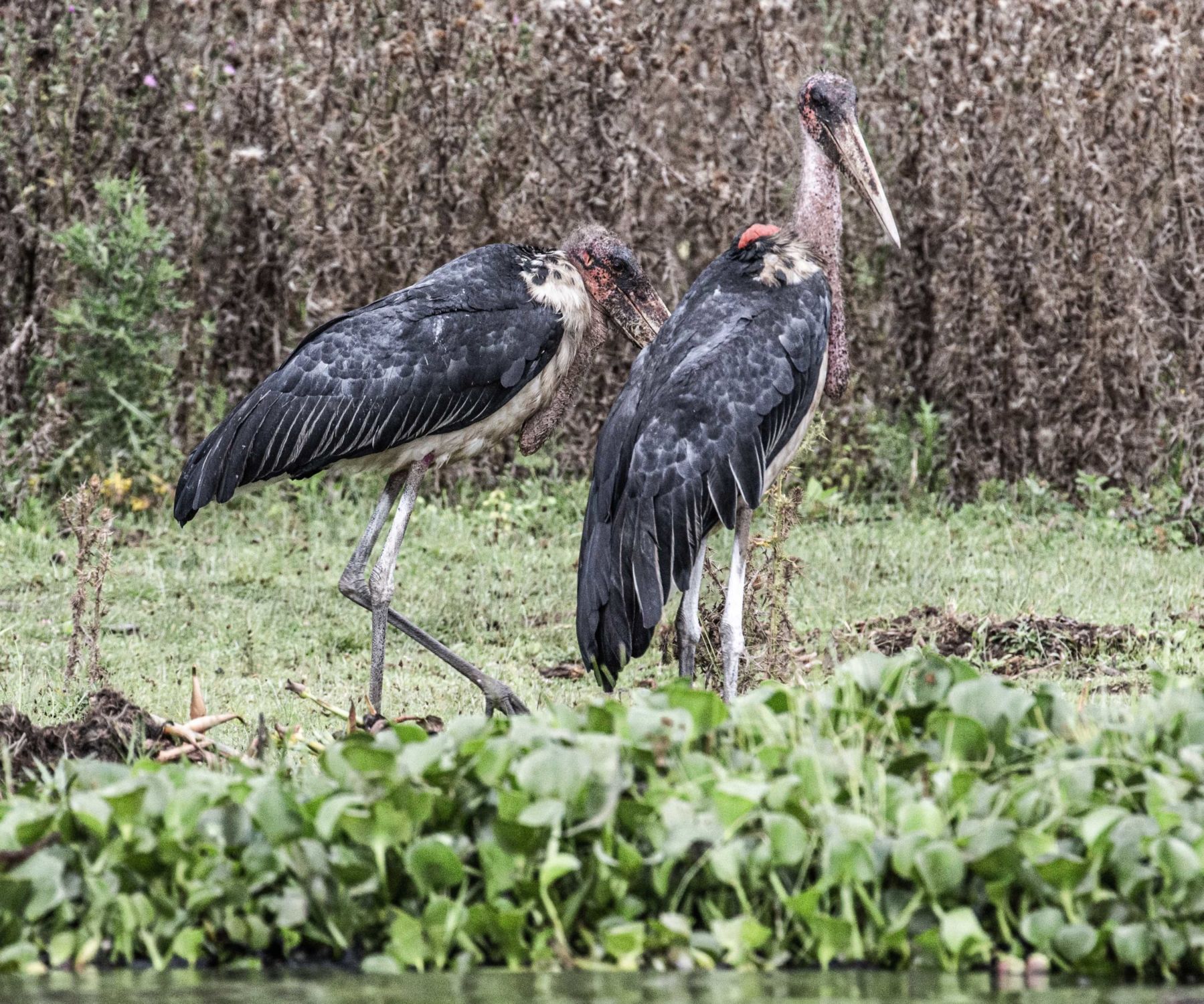 safari au Kenya safari au Kenya
