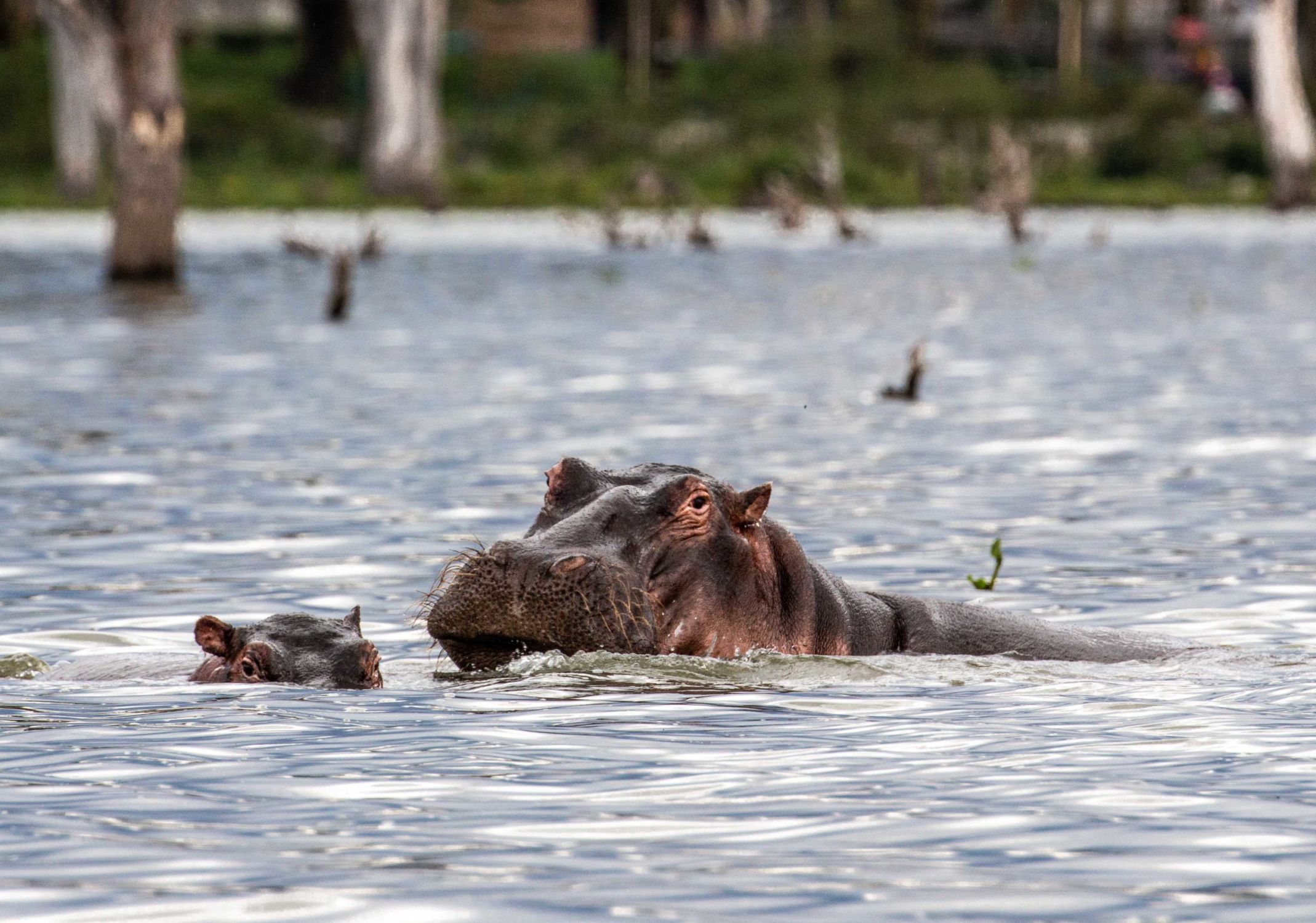safari au Kenya safari au Kenya