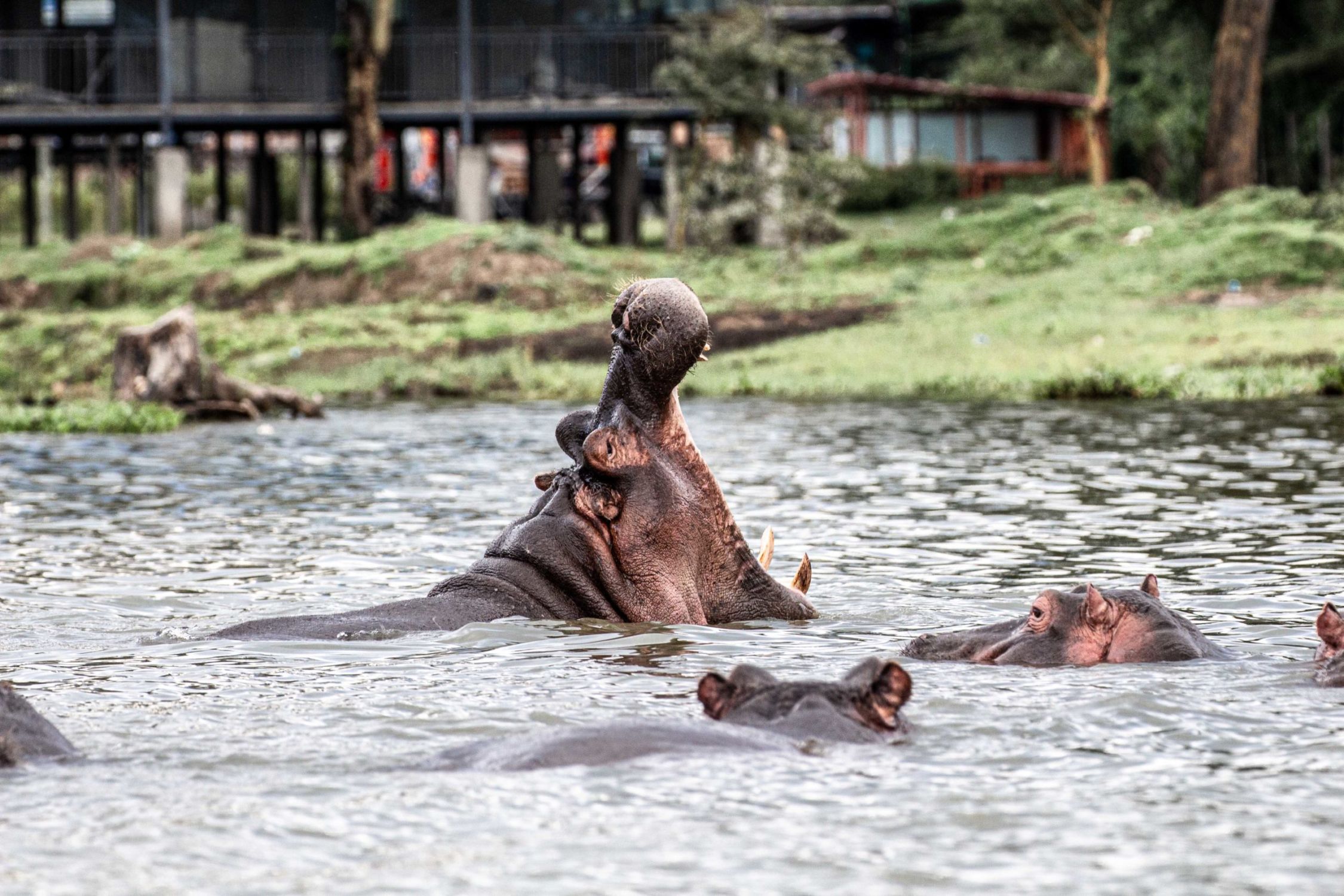 safari au Kenya safari au Kenya