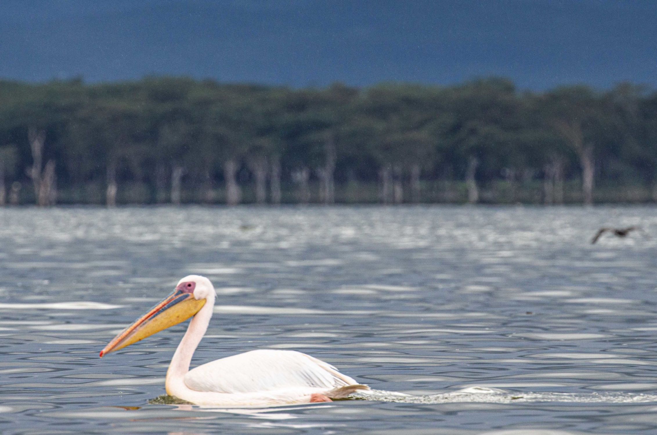safari au Kenya safari au Kenya