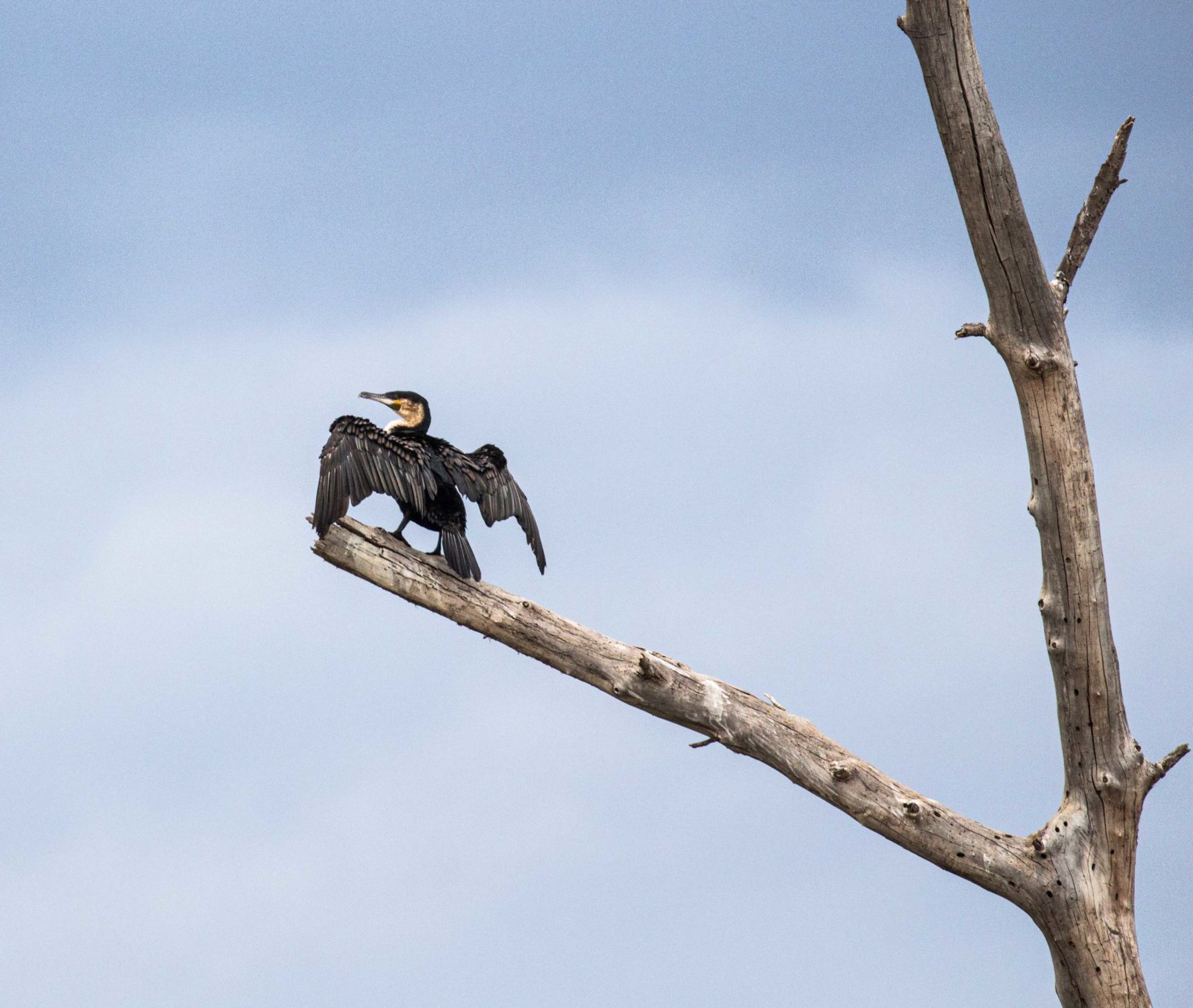safari au Kenya safari au Kenya