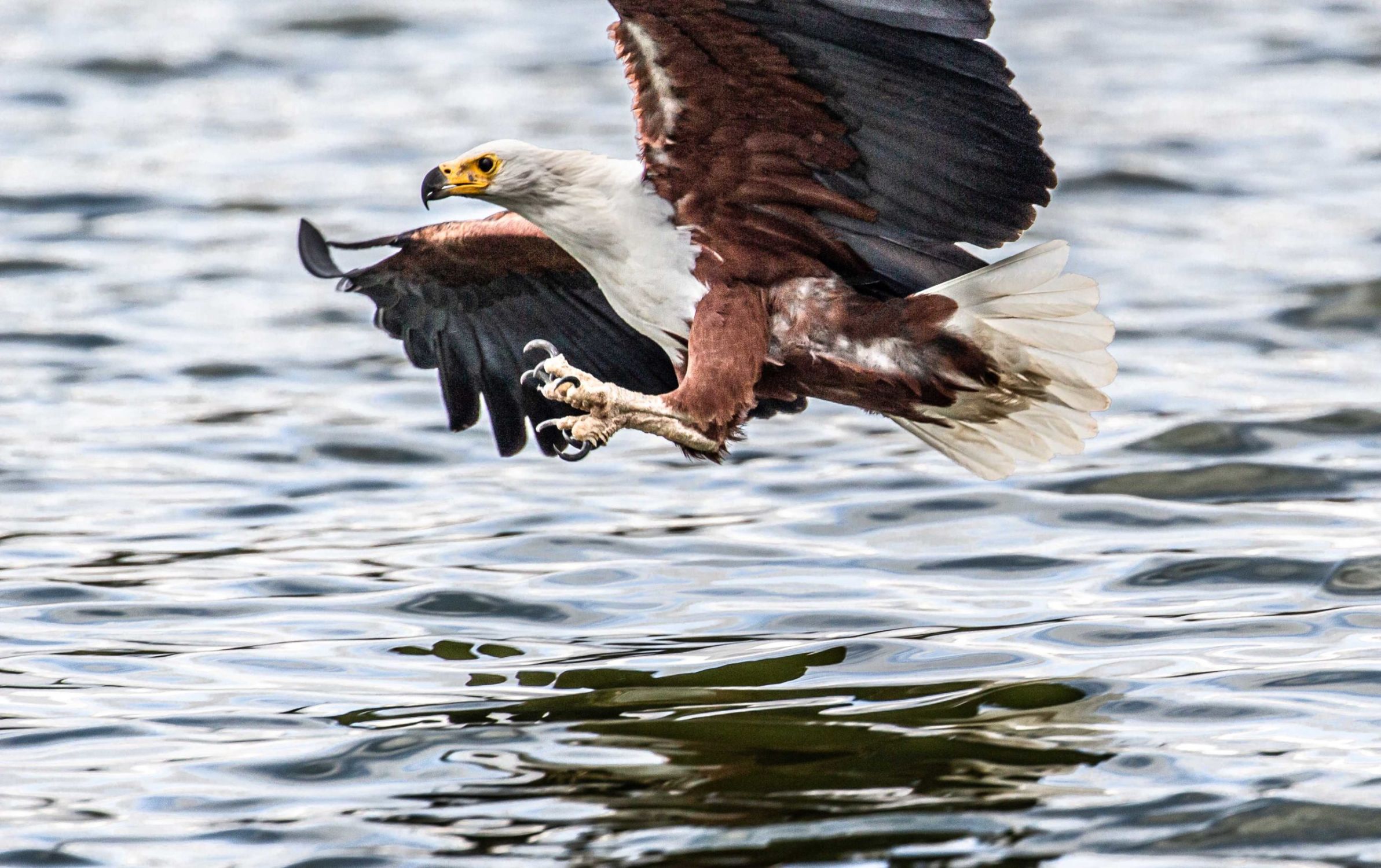 safari au Kenya safari au Kenya
