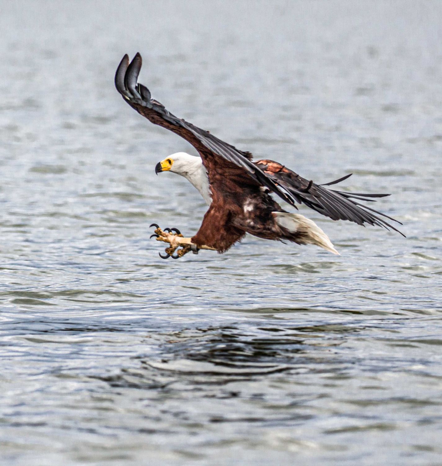 safari au Kenya safari au Kenya