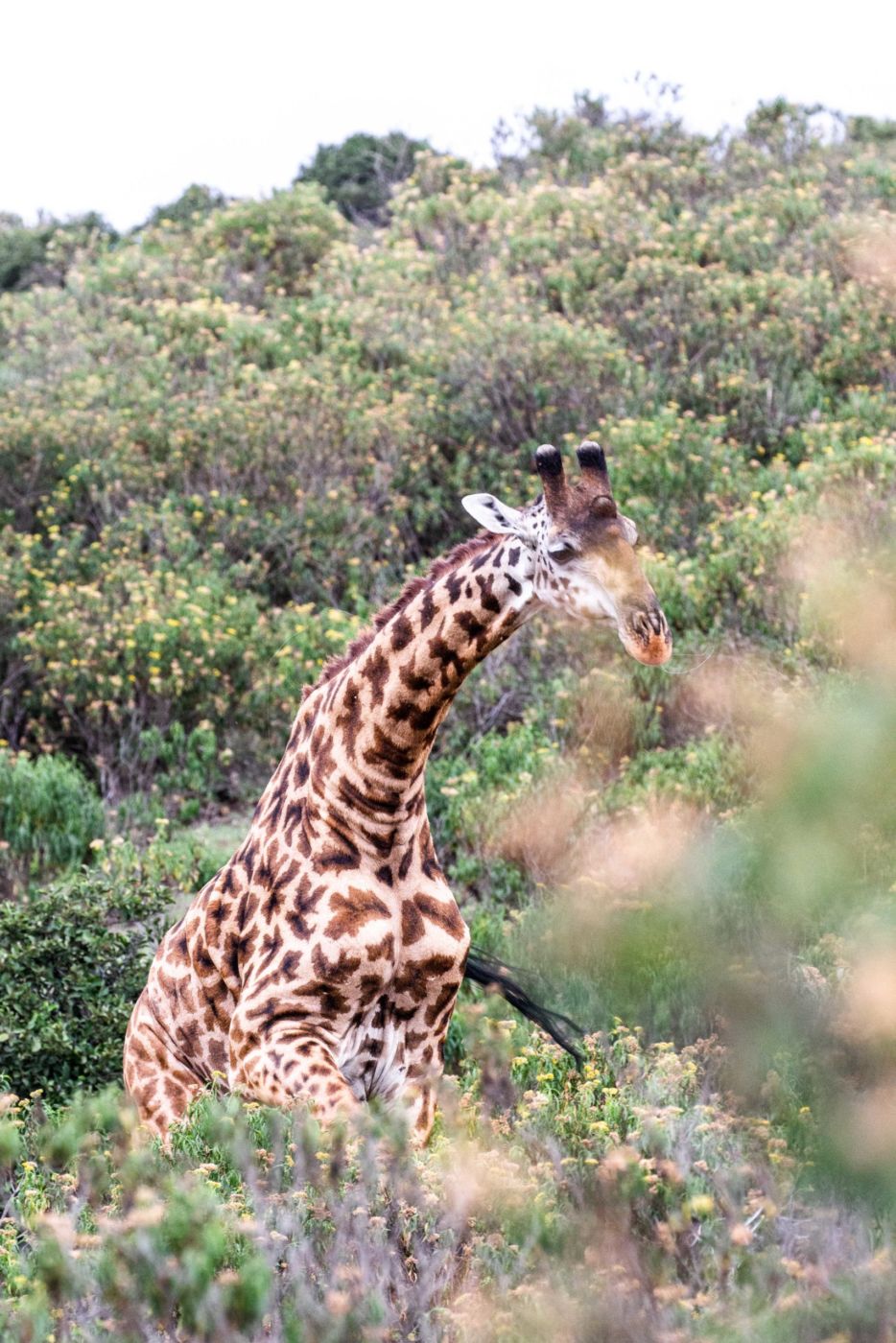 safari au Kenya safari au Kenya