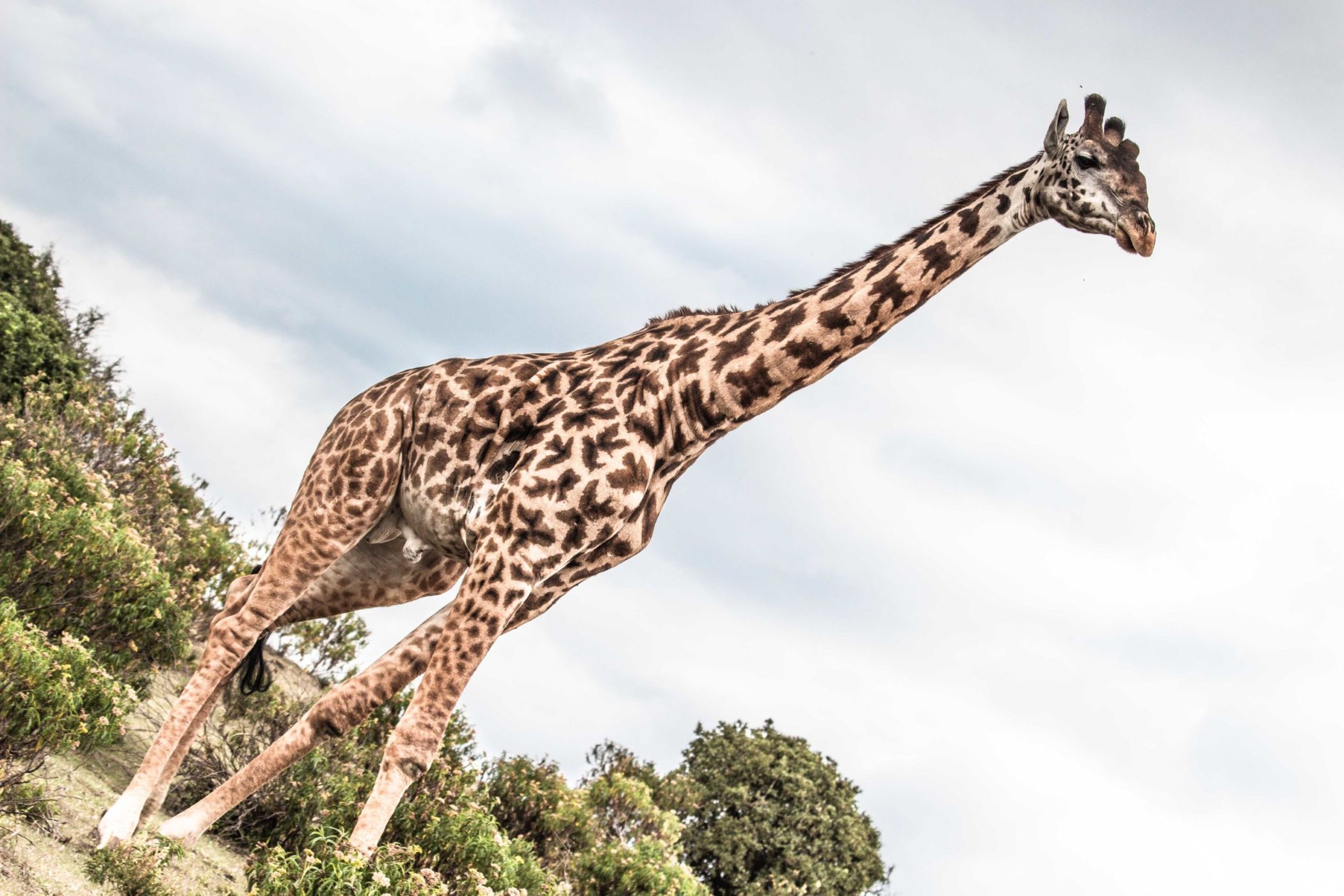 safari au Kenya safari au Kenya