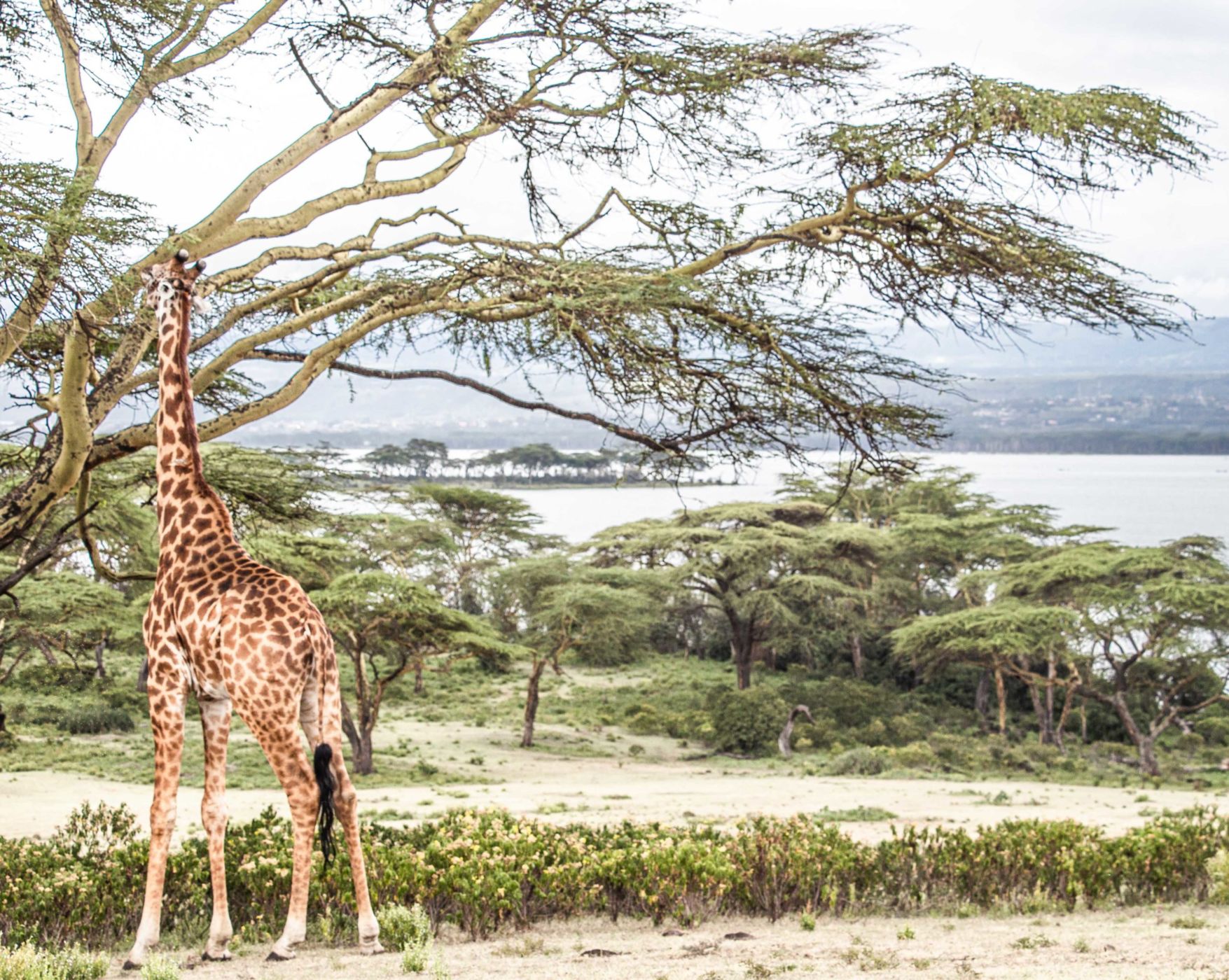 safari au Kenya safari au Kenya