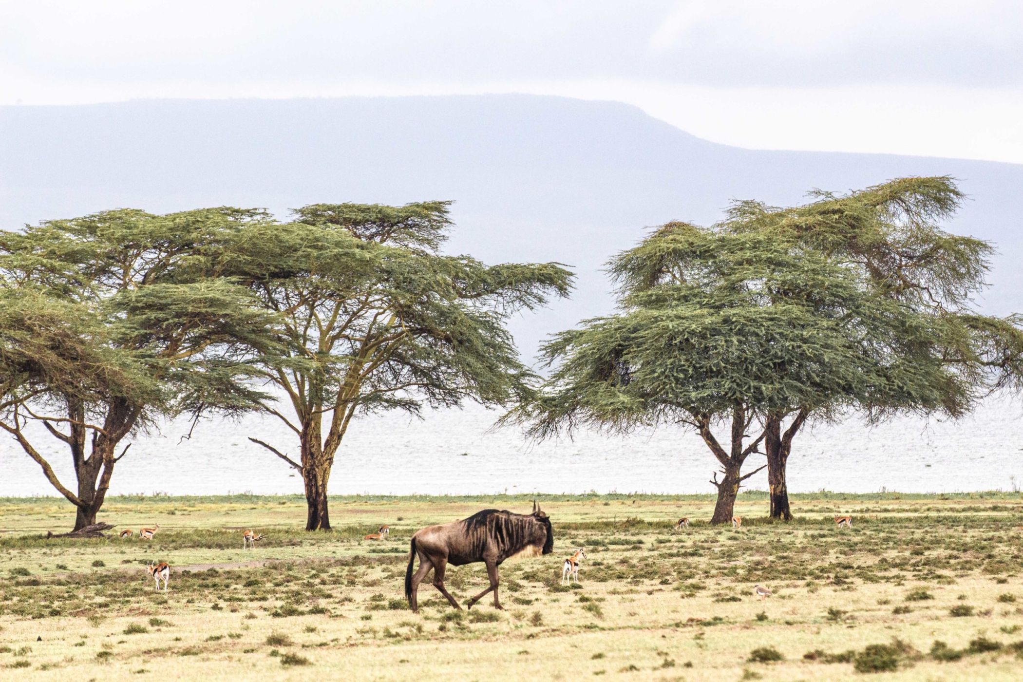 safari au Kenya safari au Kenya