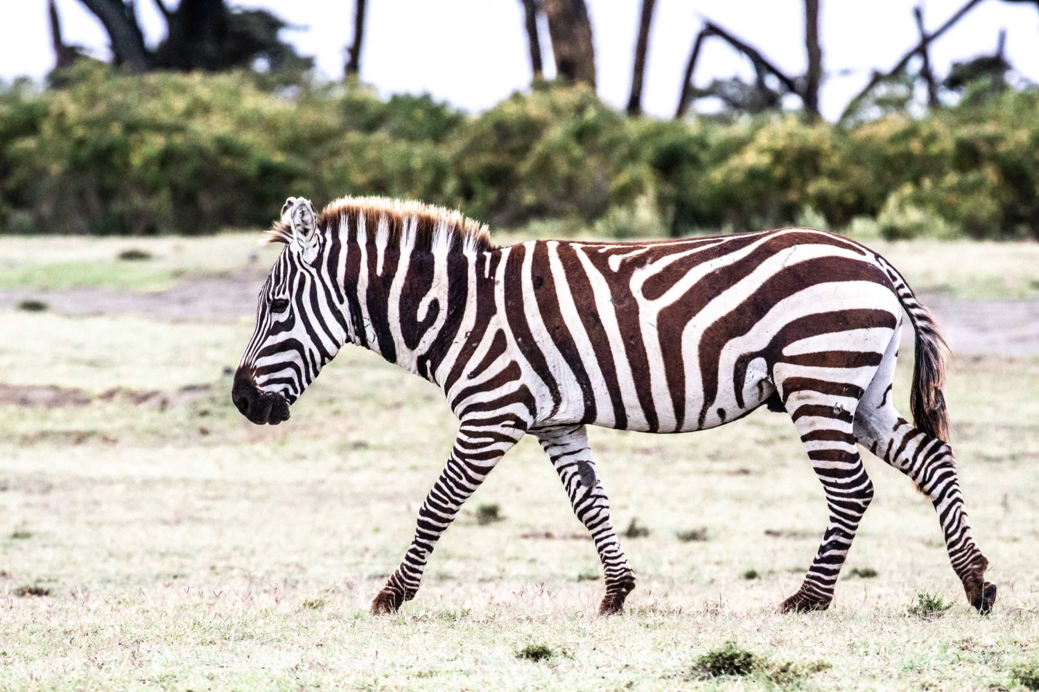 safari au Kenya safari au Kenya