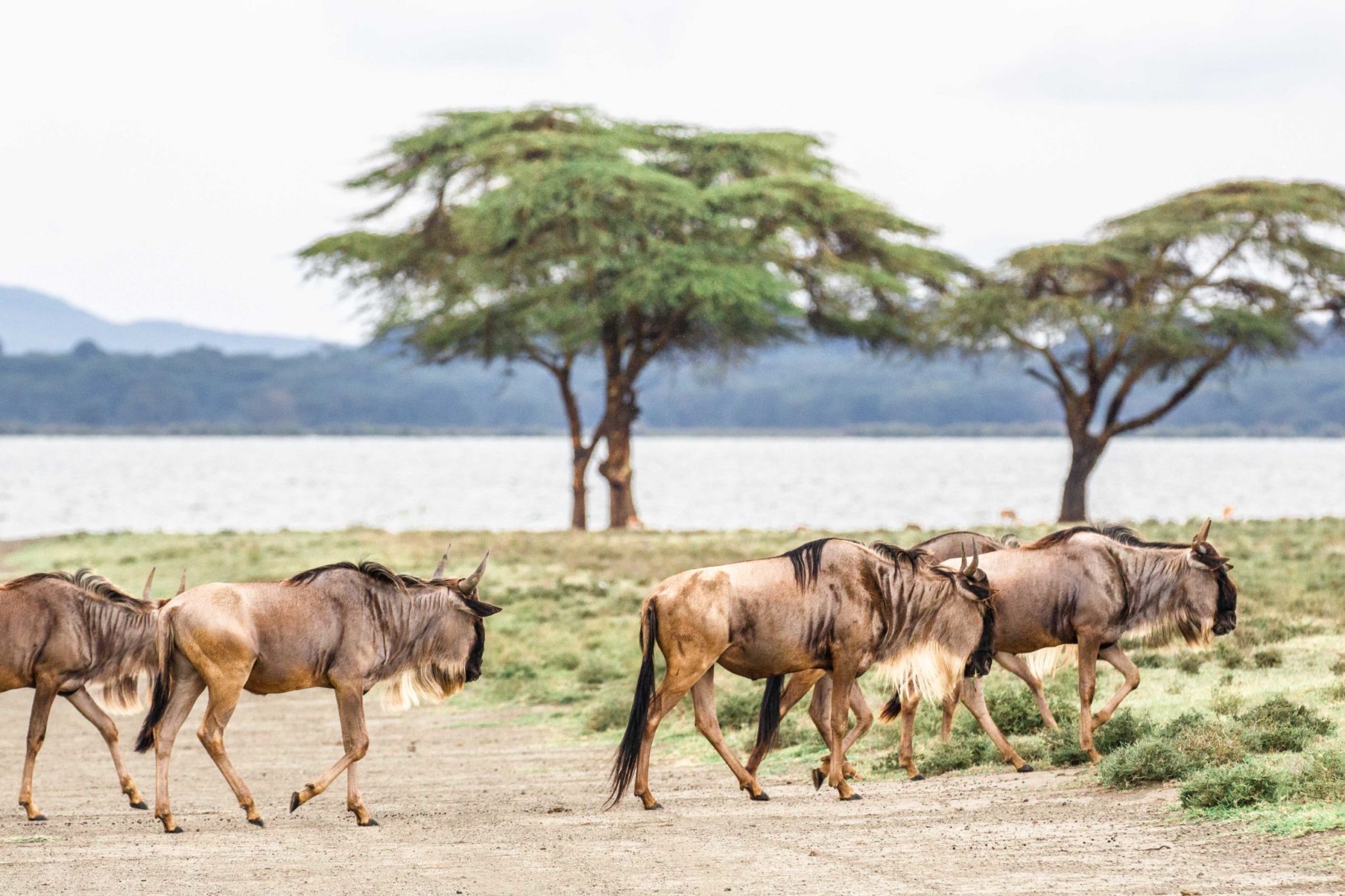 safari au Kenya safari au Kenya