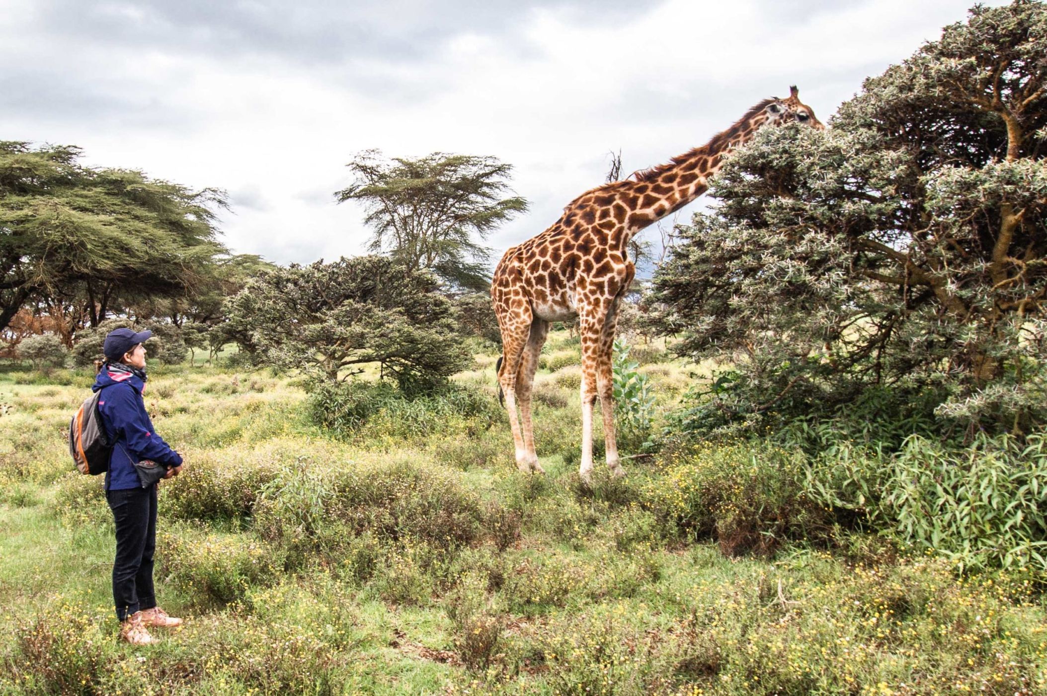 safari au Kenya safari au Kenya