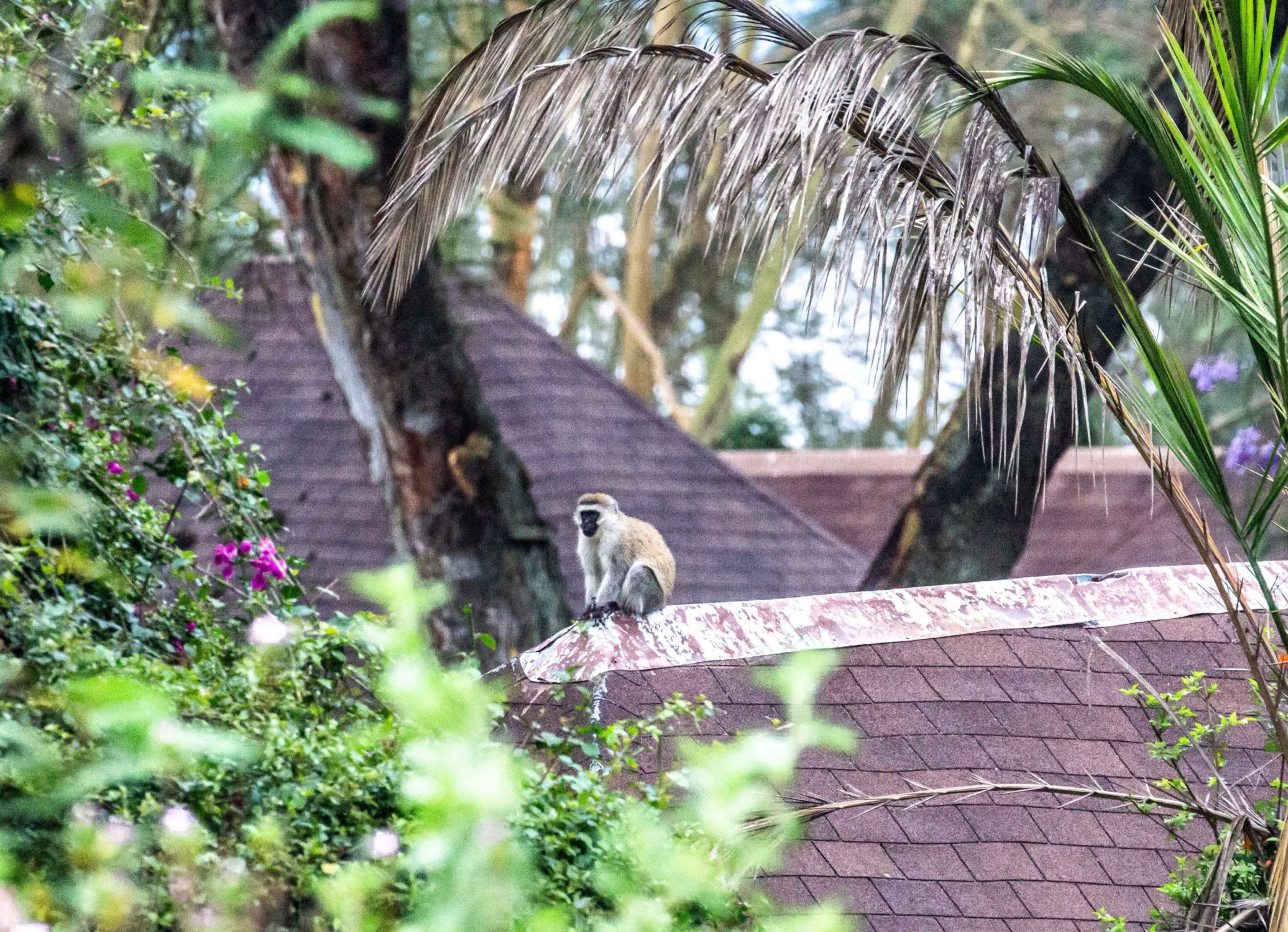 safari au Kenya safari au Kenya