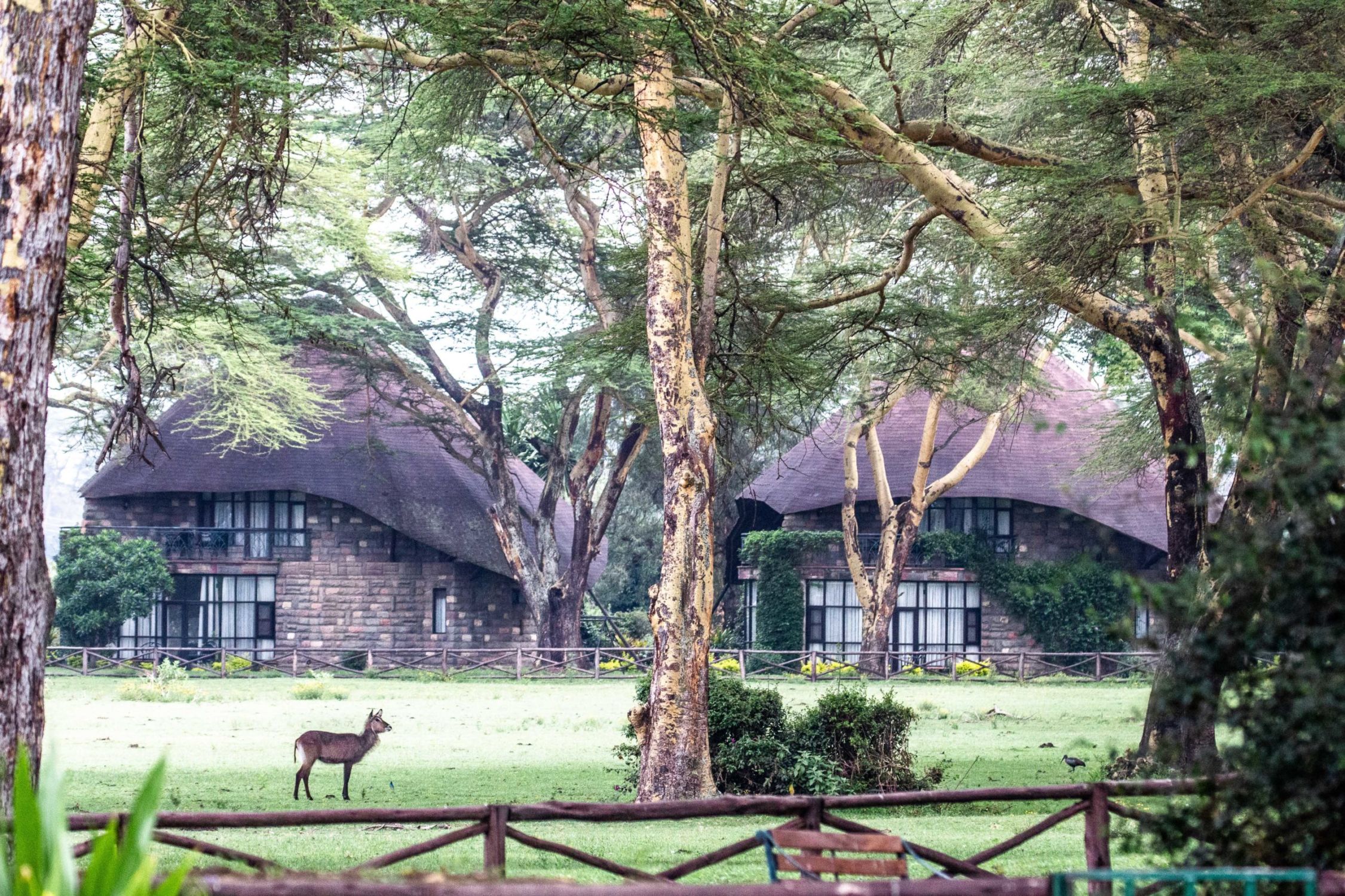 safari au Kenya safari au Kenya