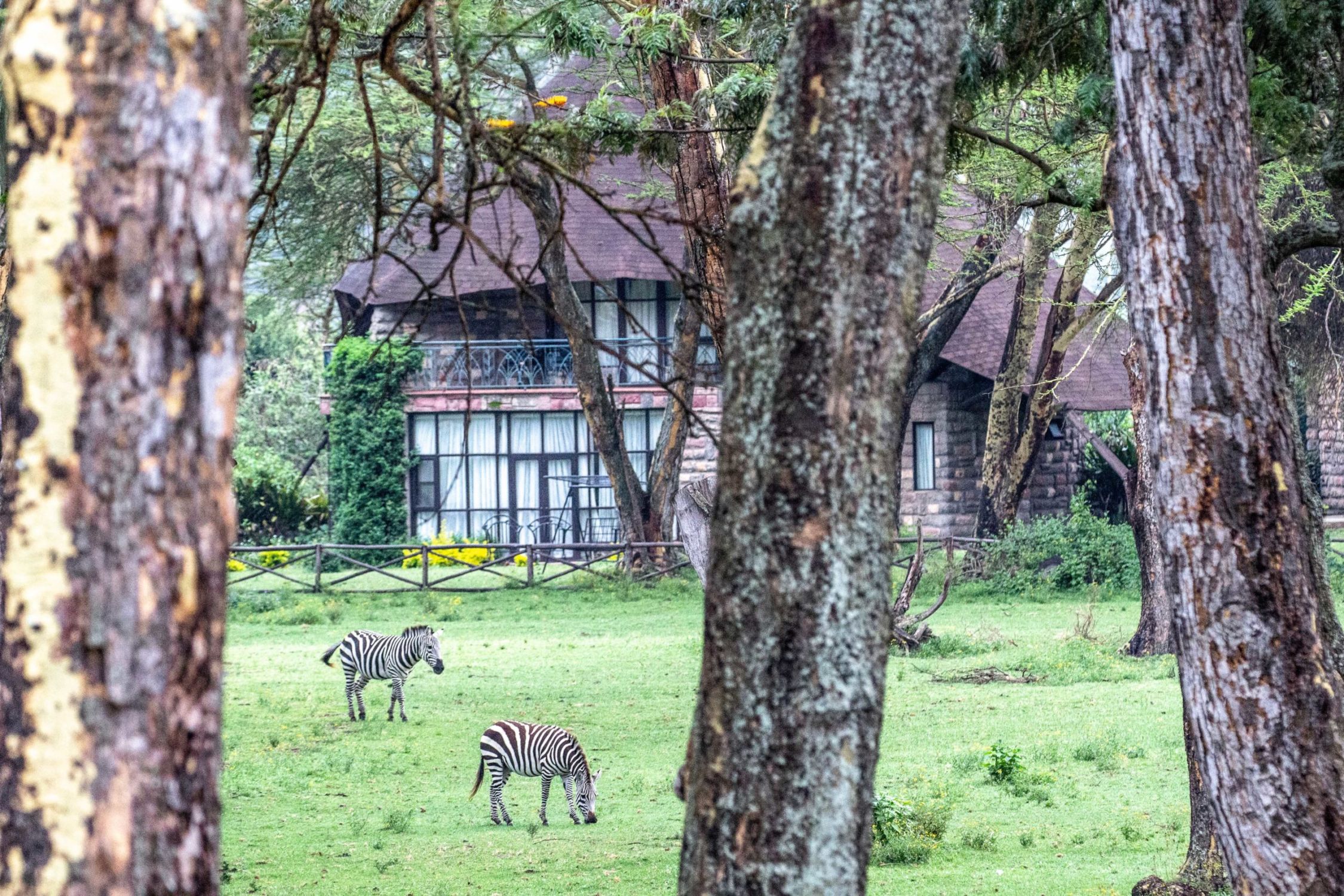 safari au Kenya safari au Kenya