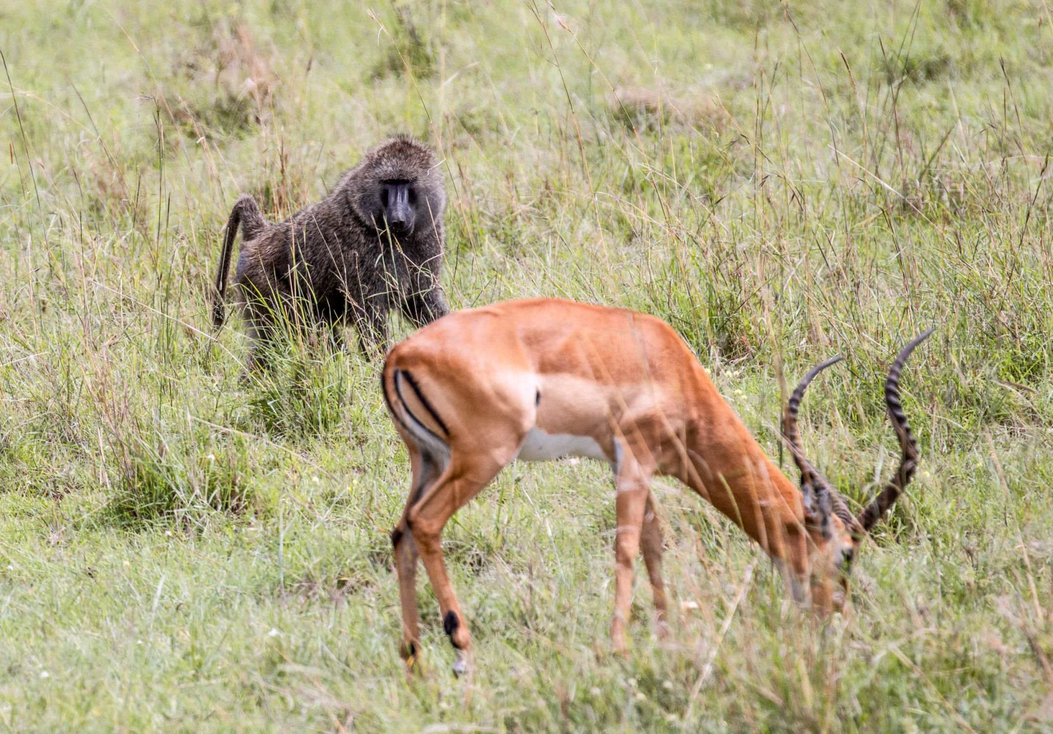 safari au Kenya safari au Kenya