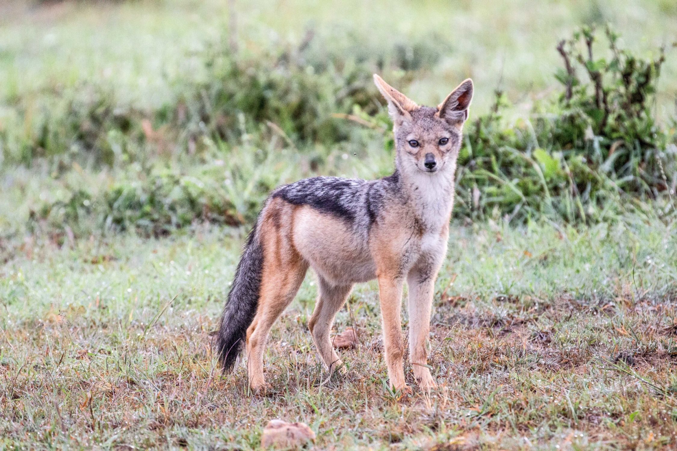 safari au Kenya safari au Kenya