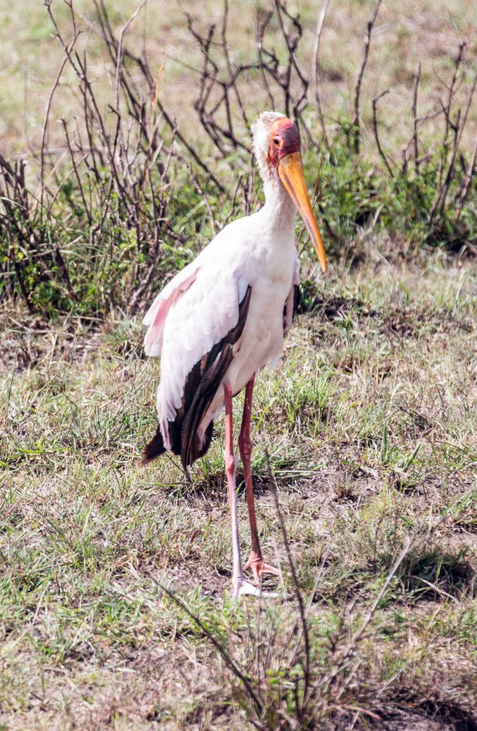safari au Kenya safari au Kenya