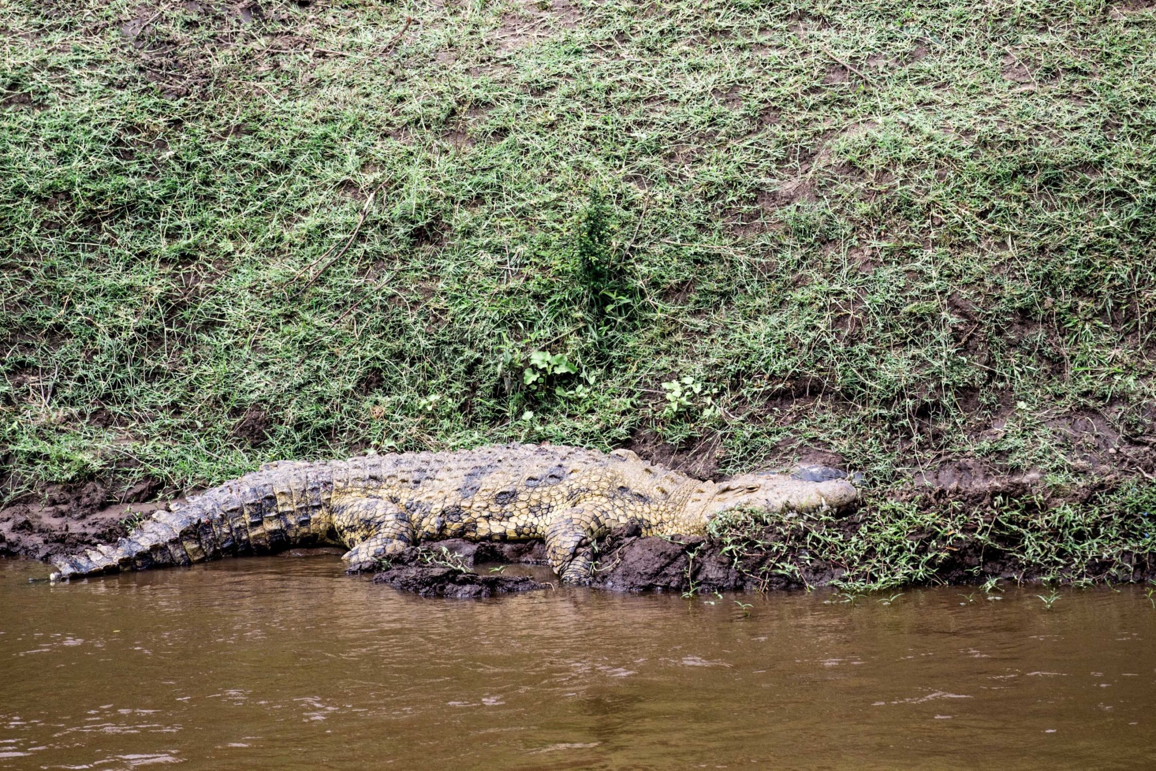 safari au Kenya safari au Kenya