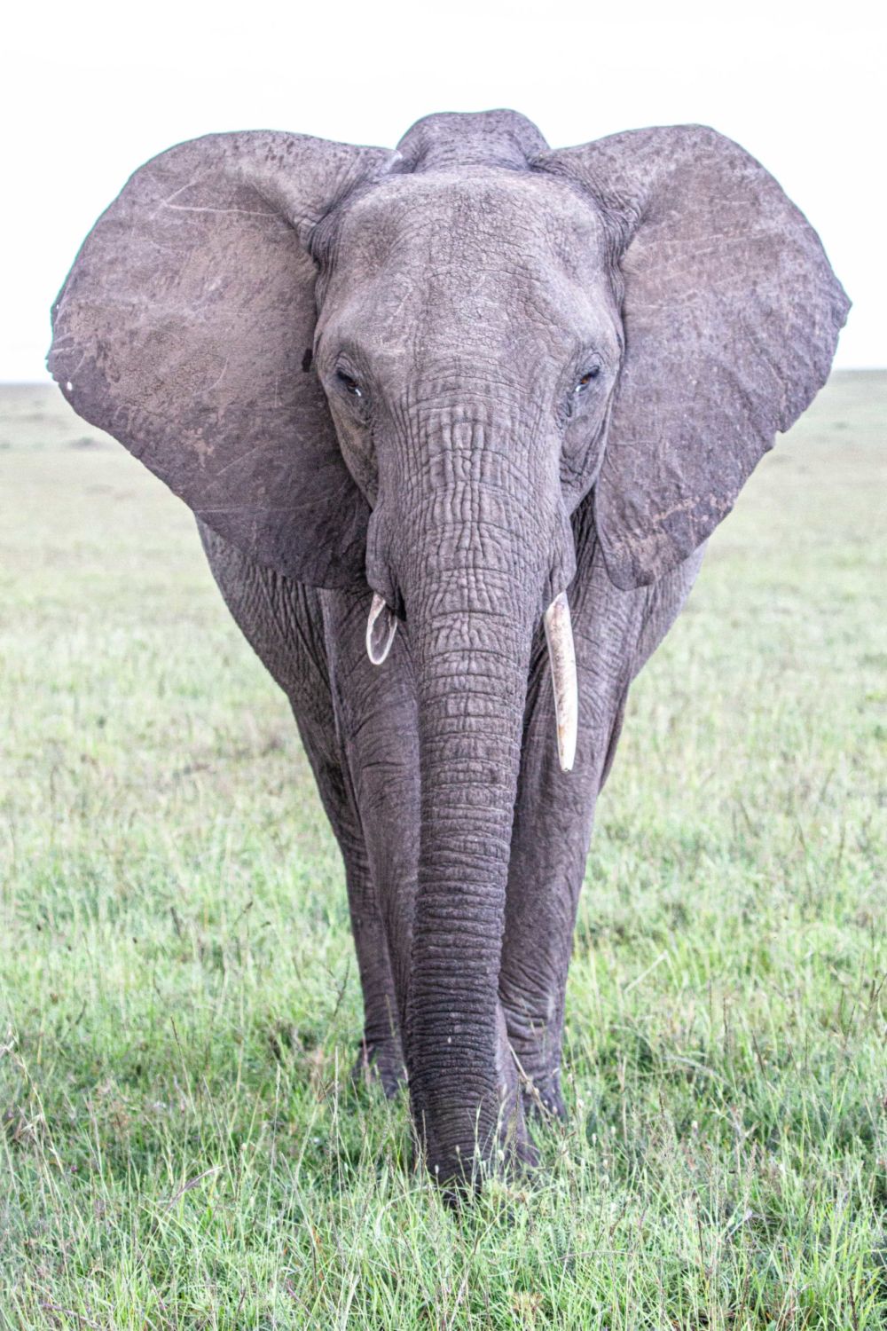 safari au Kenya safari au Kenya