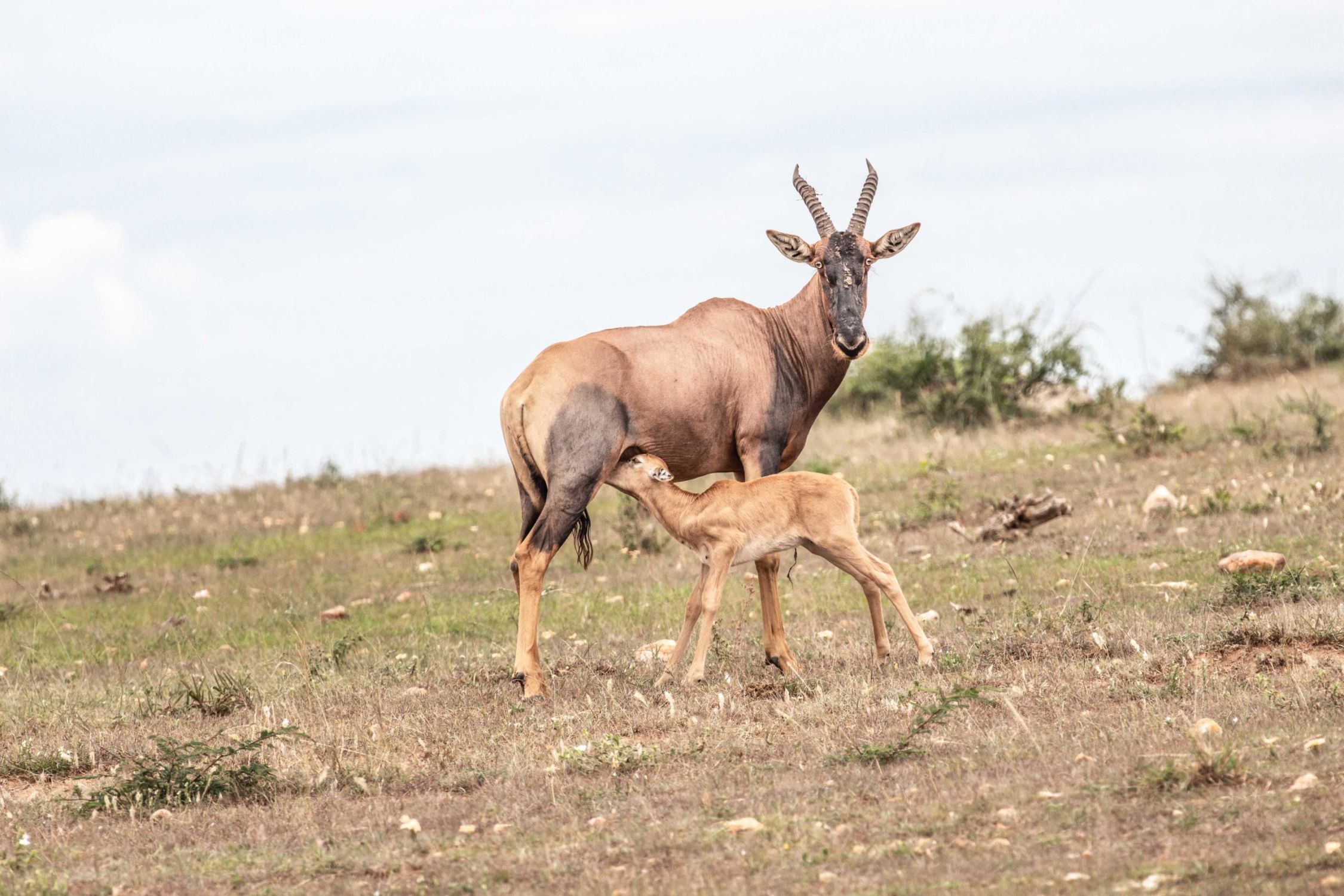 safari au Kenya safari au Kenya