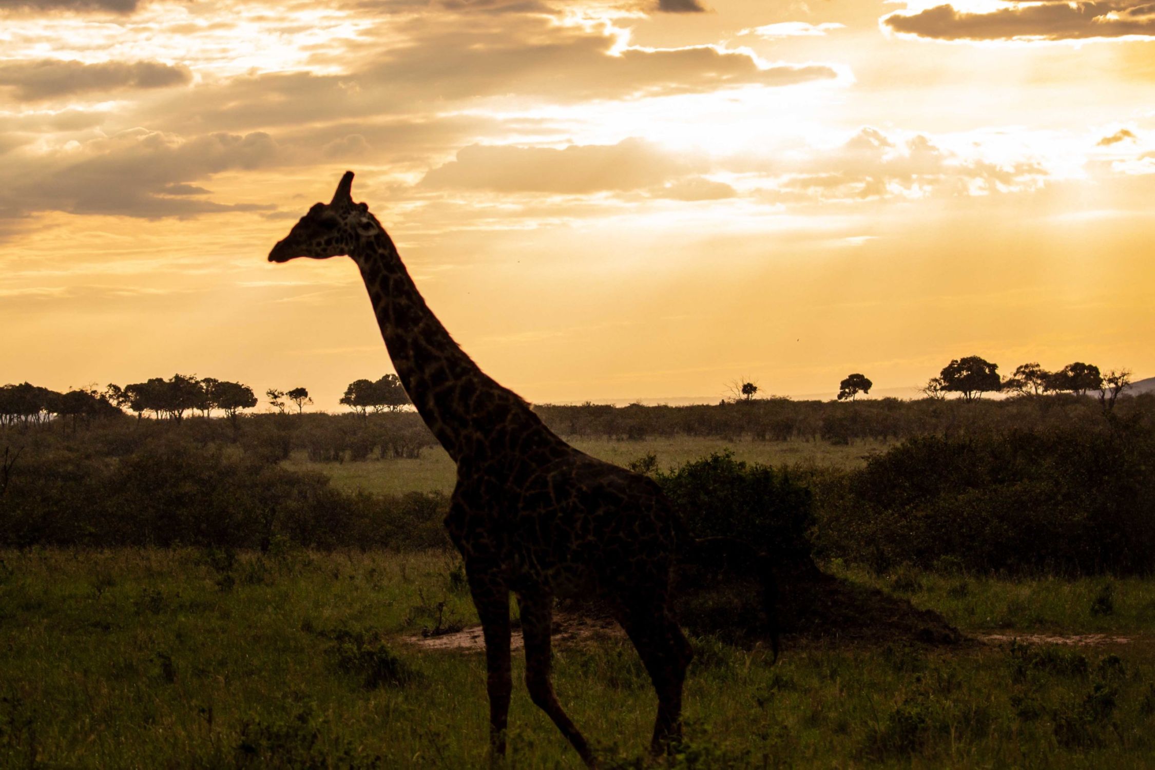 safari au Kenya safari au Kenya