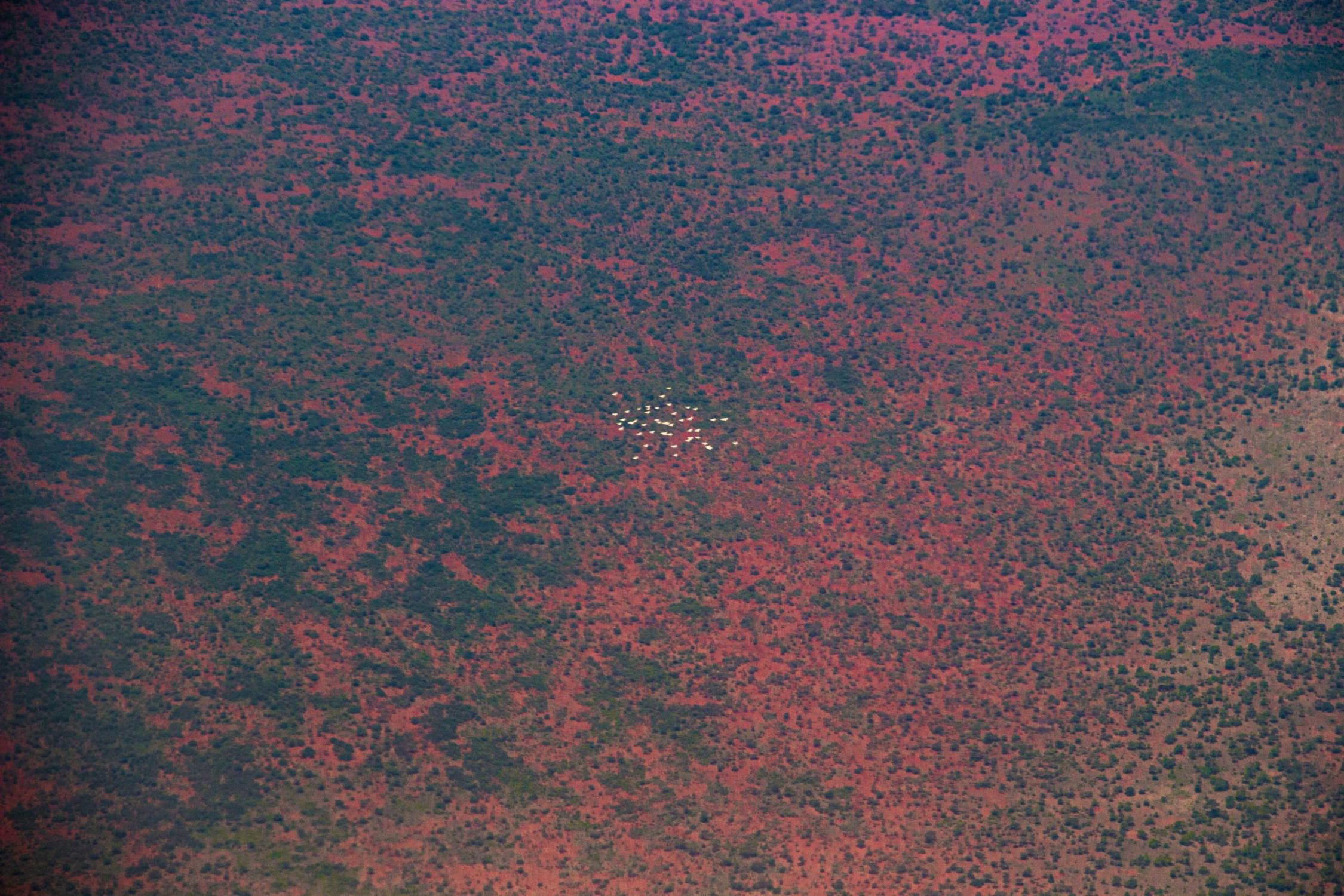 safari au Kenya safari au Kenya