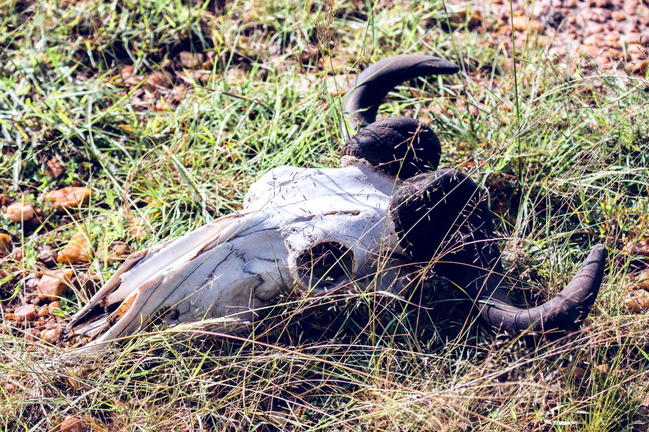safari au Kenya safari au Kenya