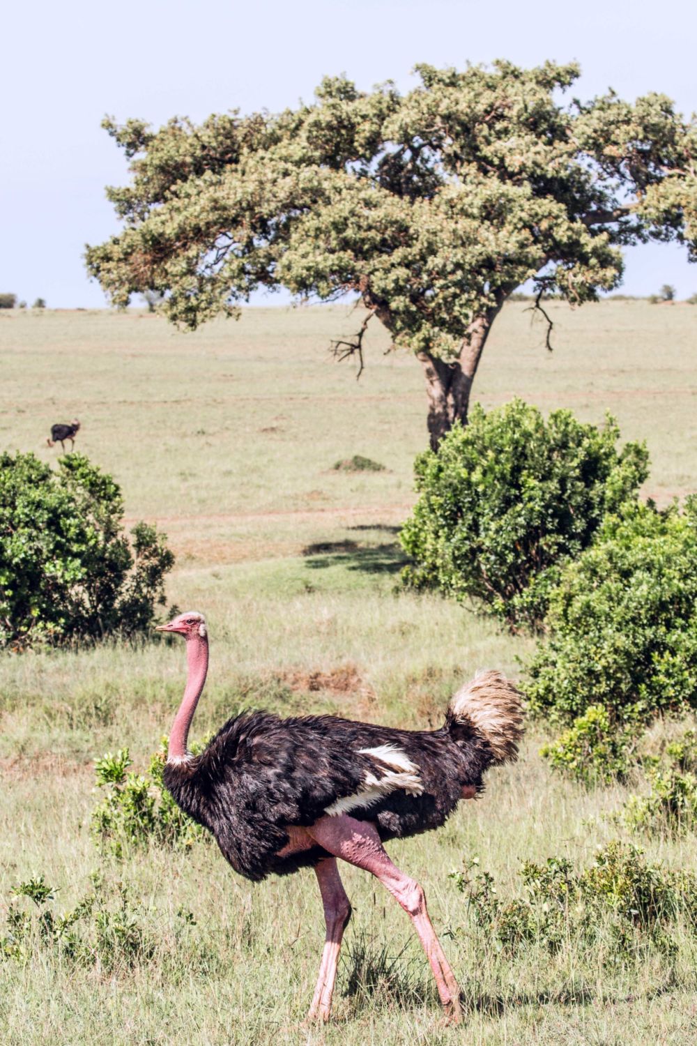 safari au Kenya safari au Kenya