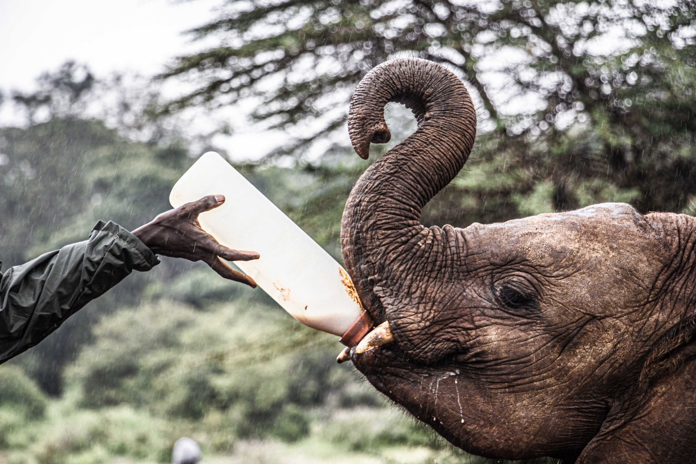 safari au Kenya safari au Kenya