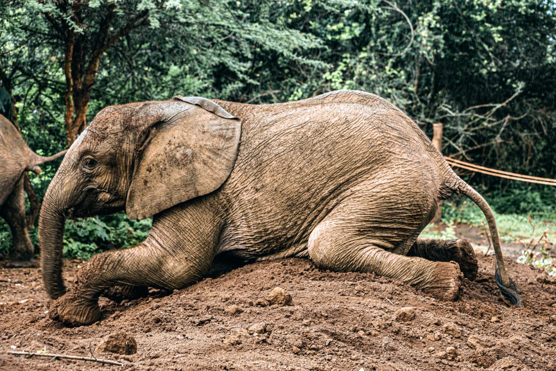 safari au Kenya safari au Kenya