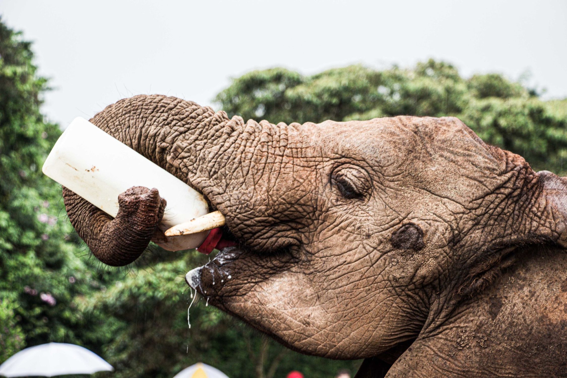 safari au Kenya safari au Kenya