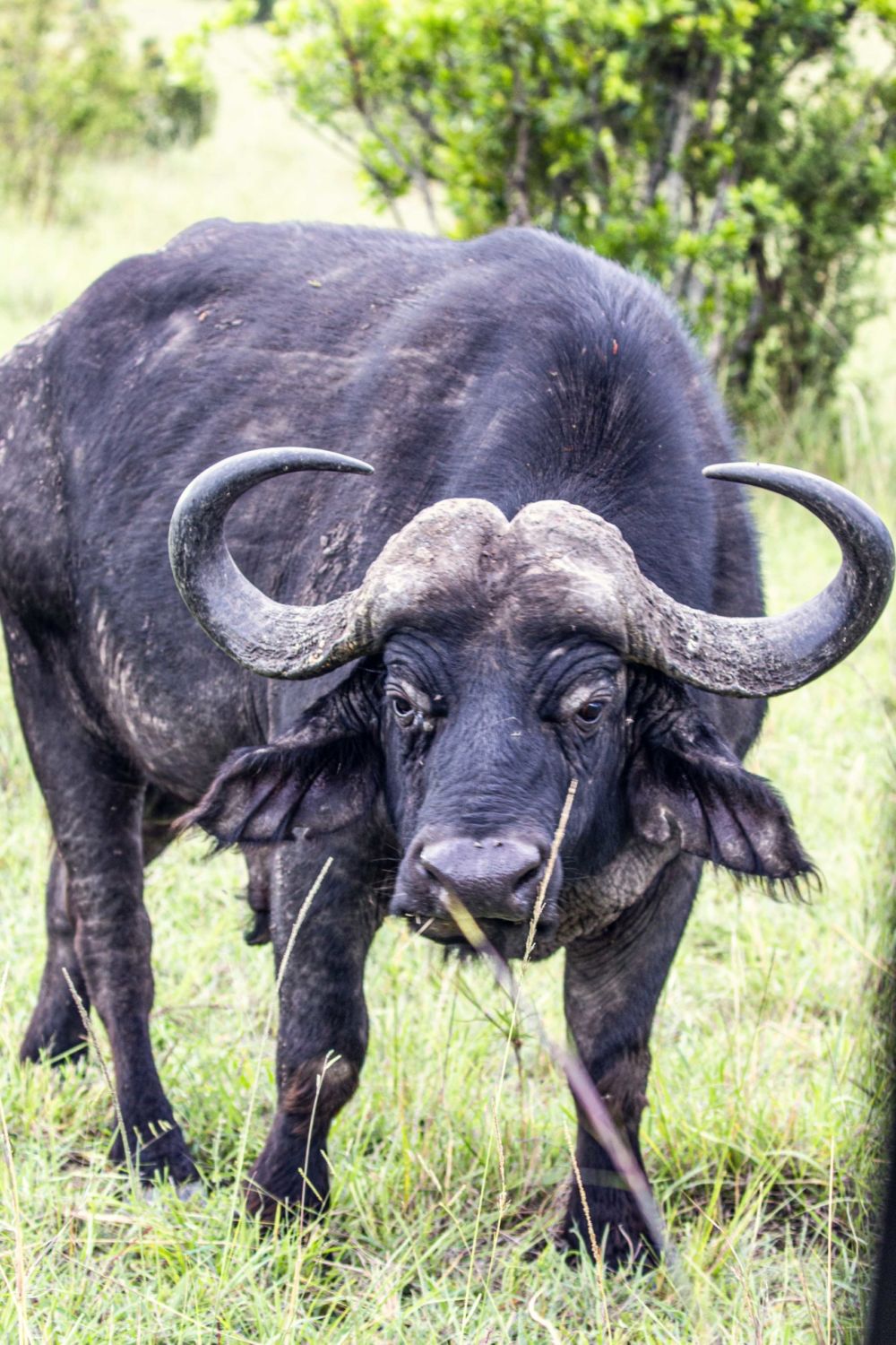 safari au Kenya safari au Kenya