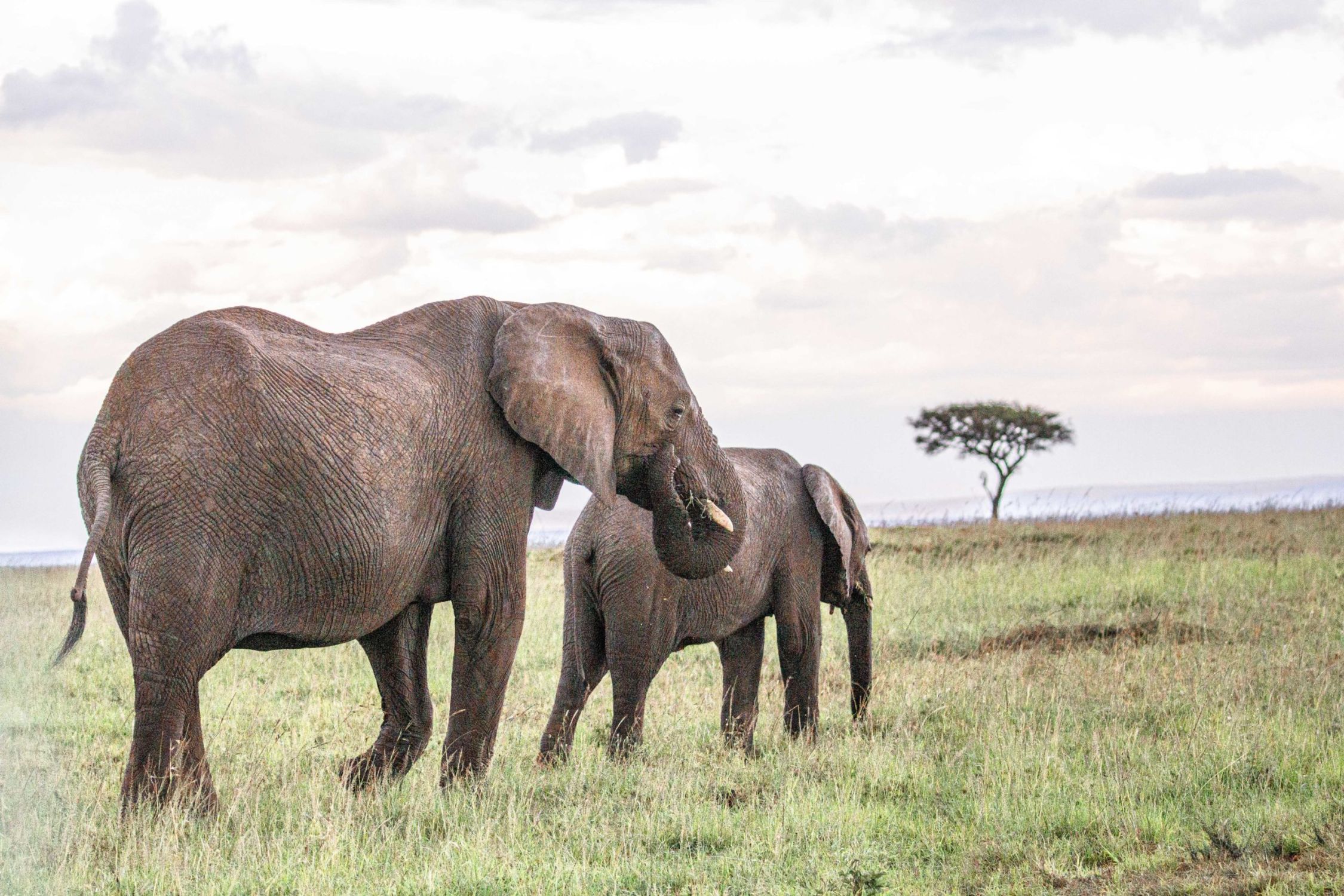 safari au Kenya safari au Kenya