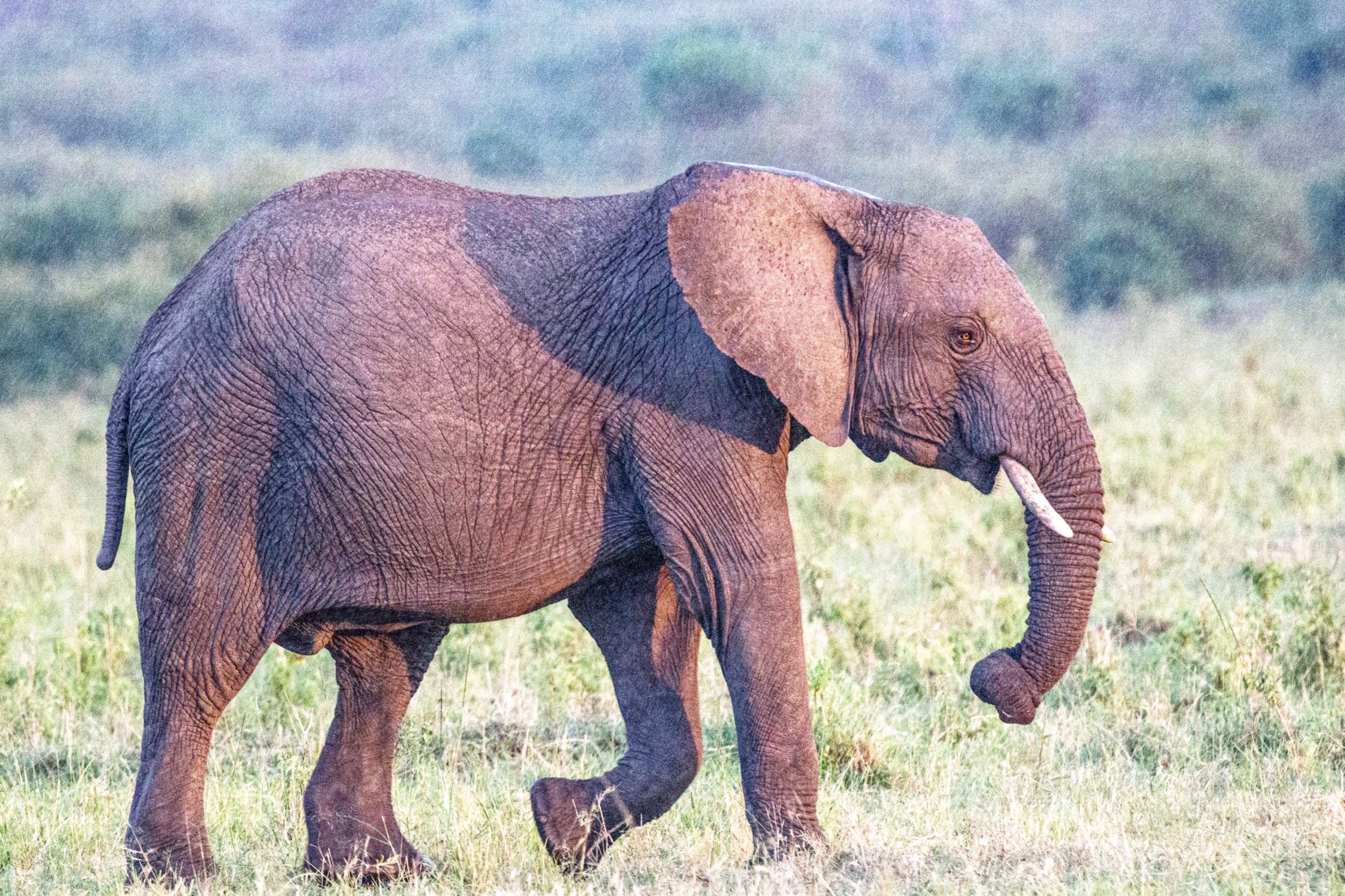 safari au Kenya safari au Kenya