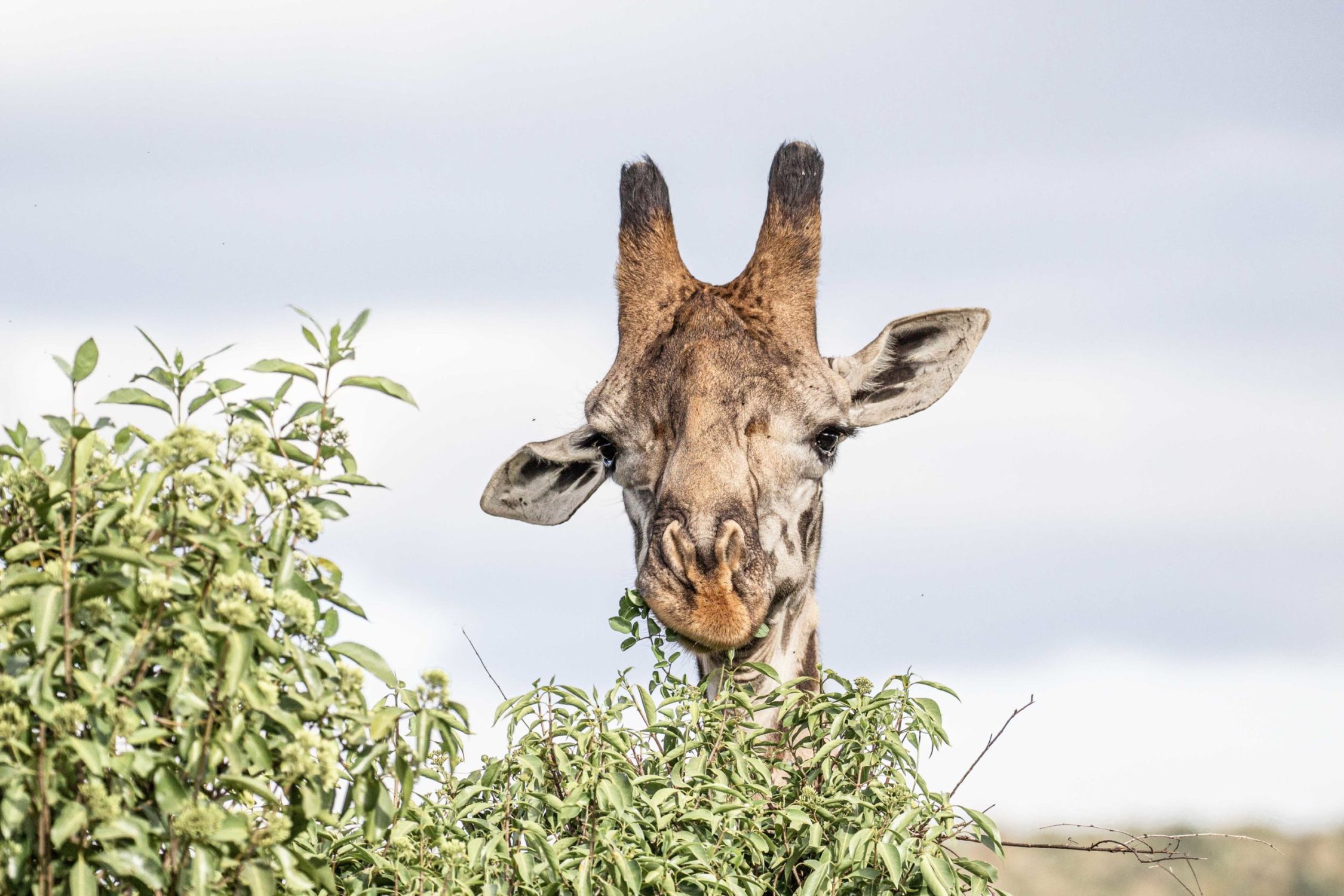 safari au Kenya safari au Kenya