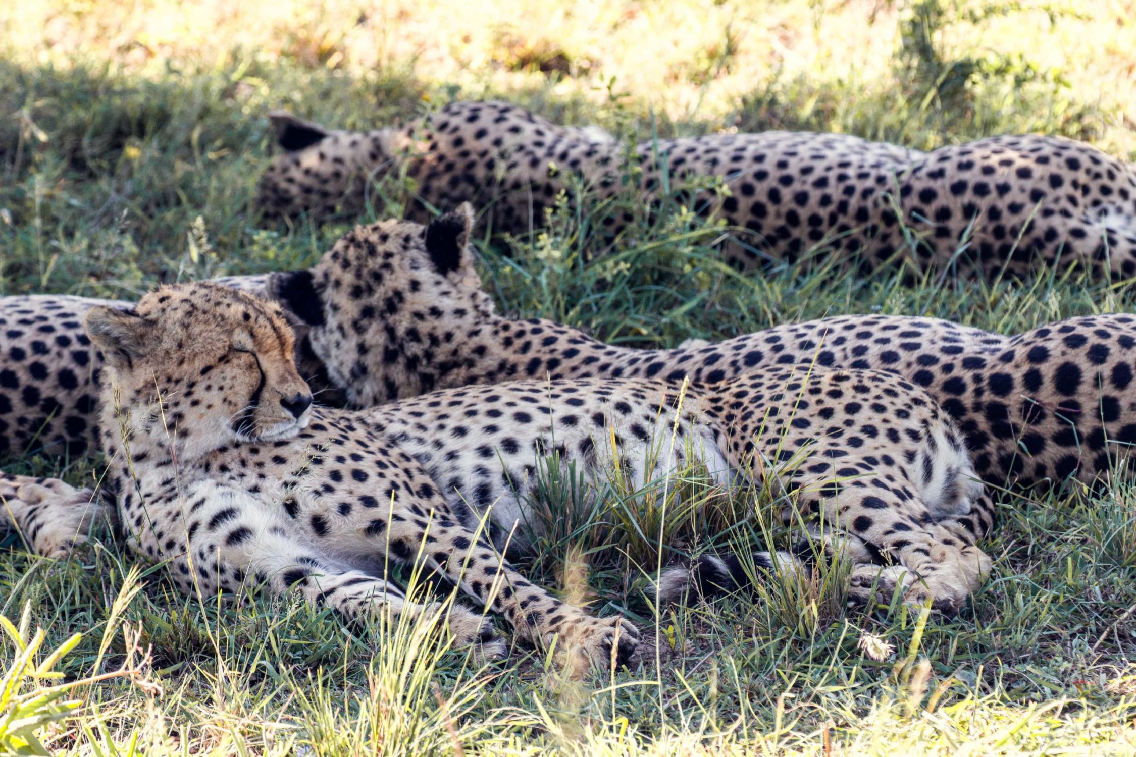 safari au Kenya safari au Kenya