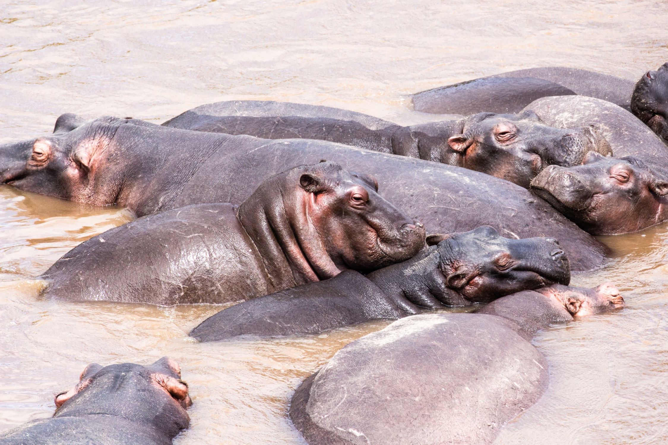 safari au Kenya safari au Kenya