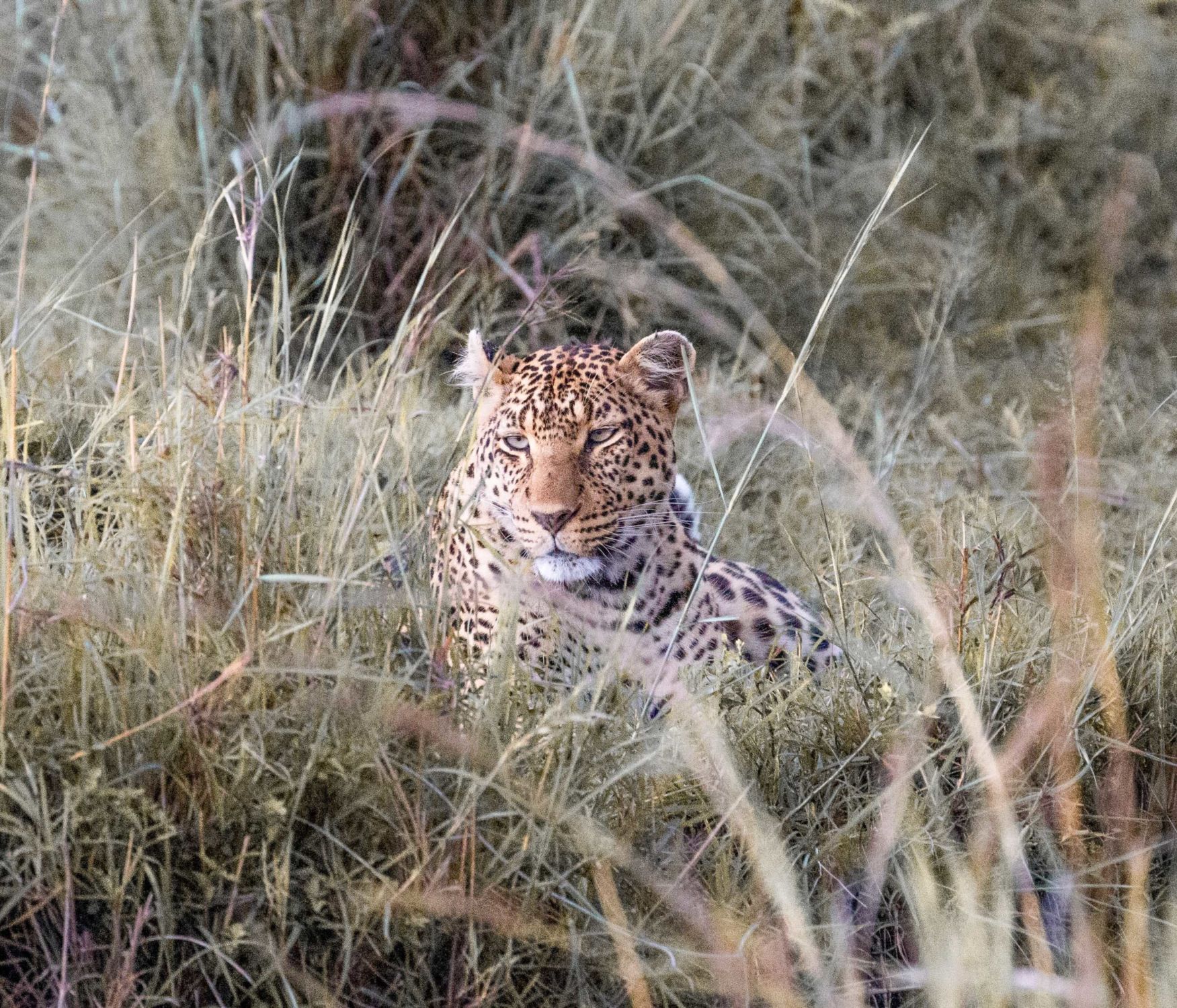 safari au Kenya safari au Kenya