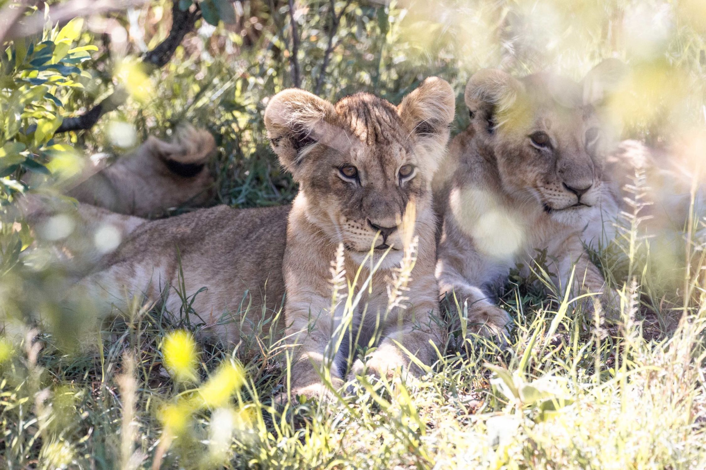 safari au Kenya safari au Kenya