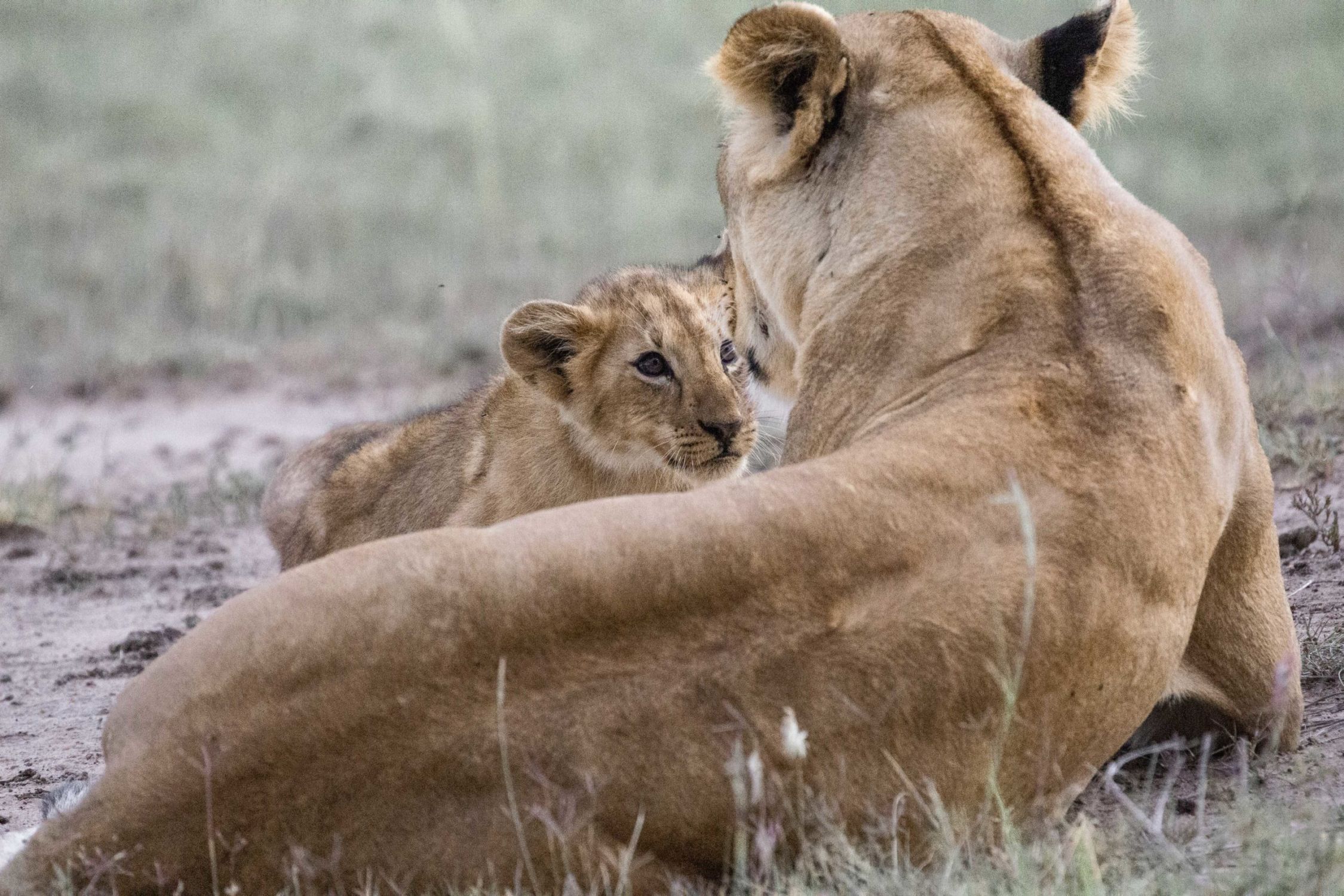 safari au Kenya safari au Kenya