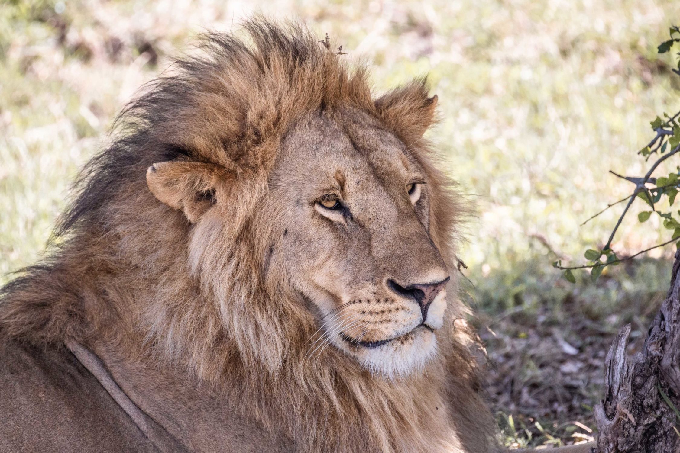 safari au Kenya safari au Kenya