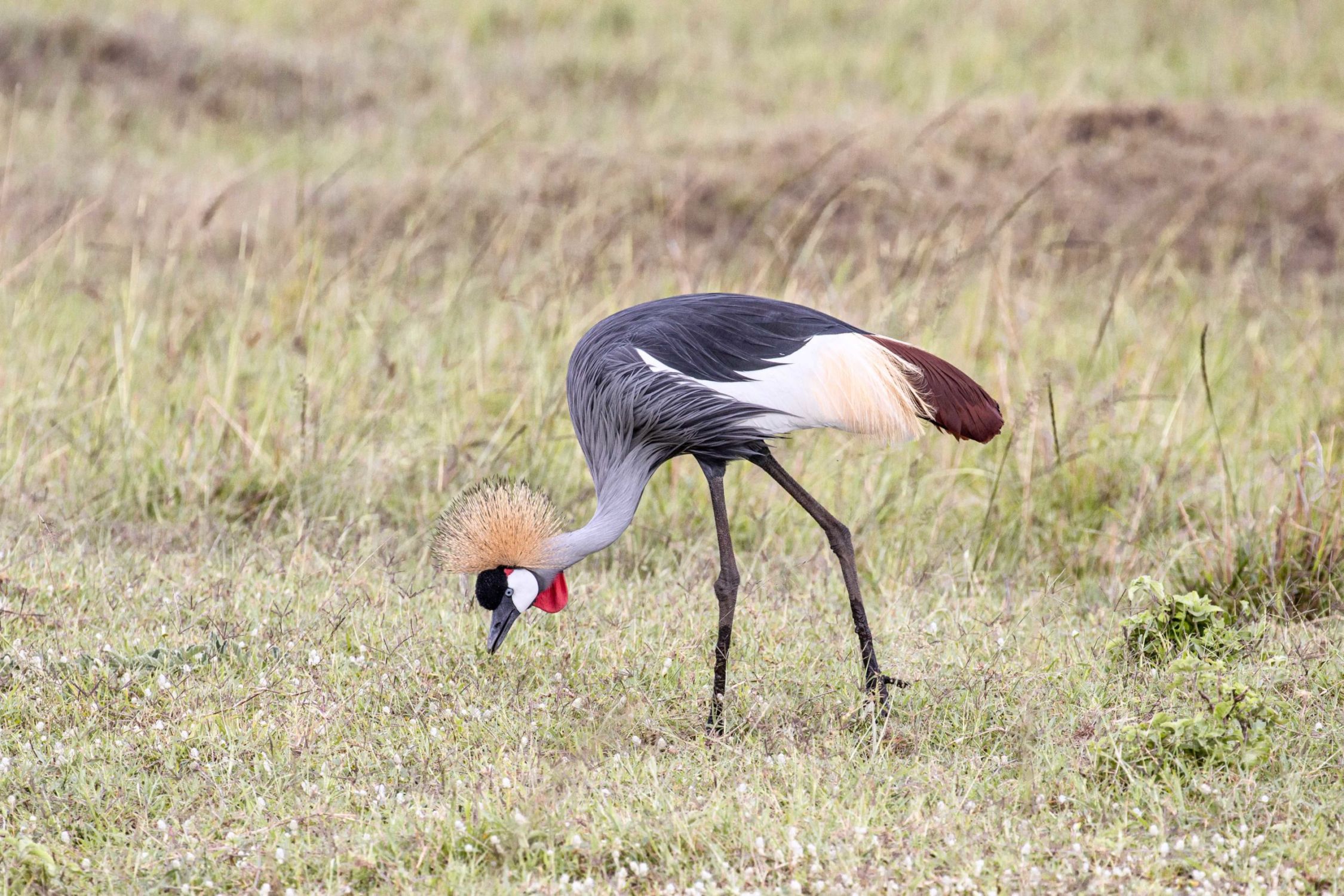 safari au Kenya safari au Kenya